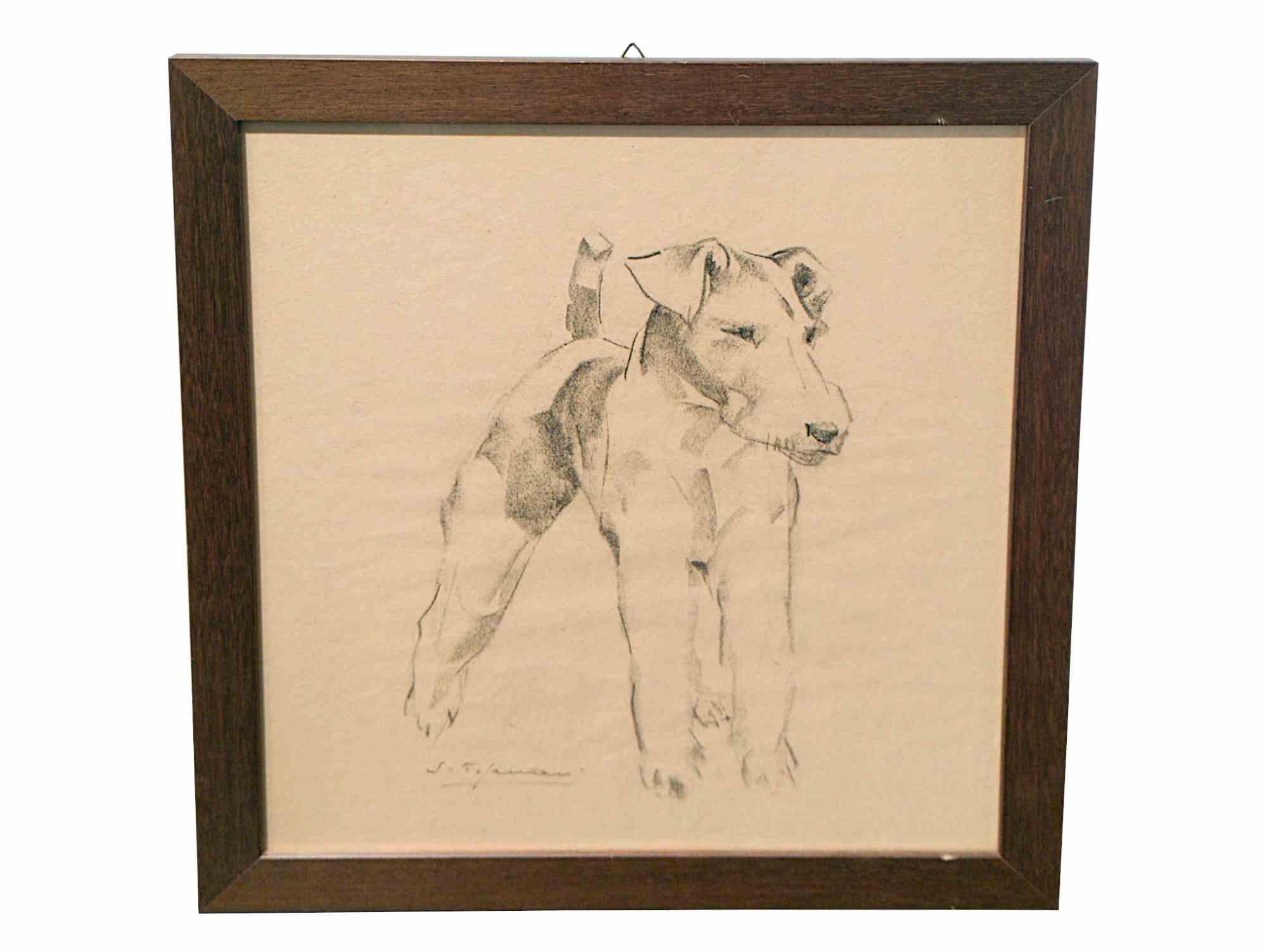 Fuchs Terrier (2) – Zeichnung von Sirio Tofanari – 1920er Jahre