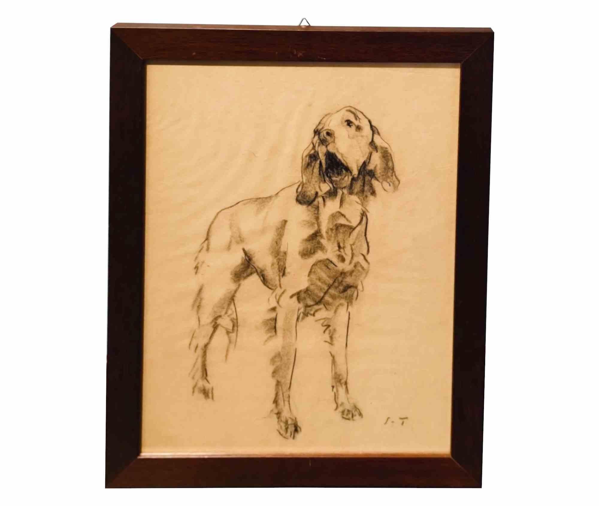 Setter - Drawing by Sirio Tofanari - 1920s