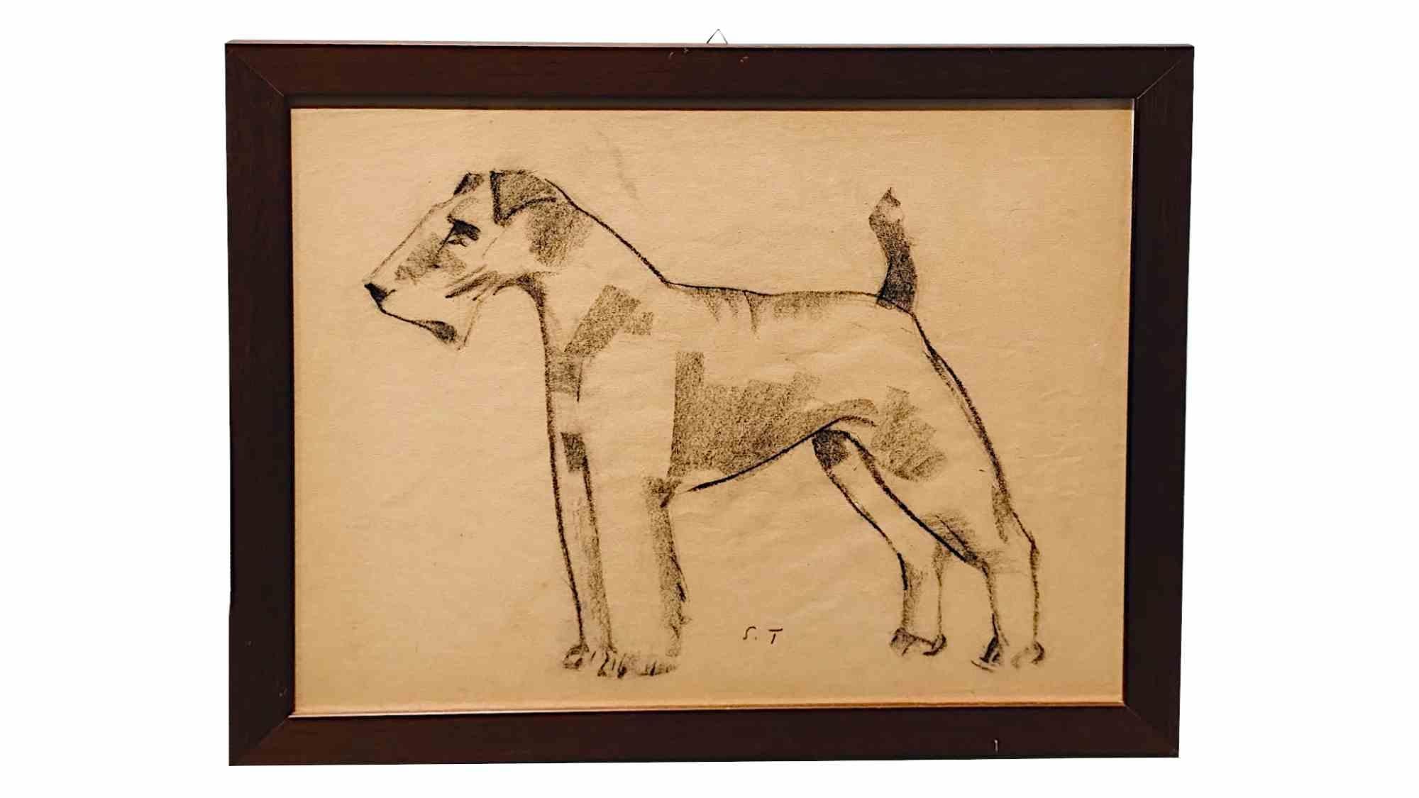 Fox Terrier - Drawing by Sirio Tofanari - 1920s