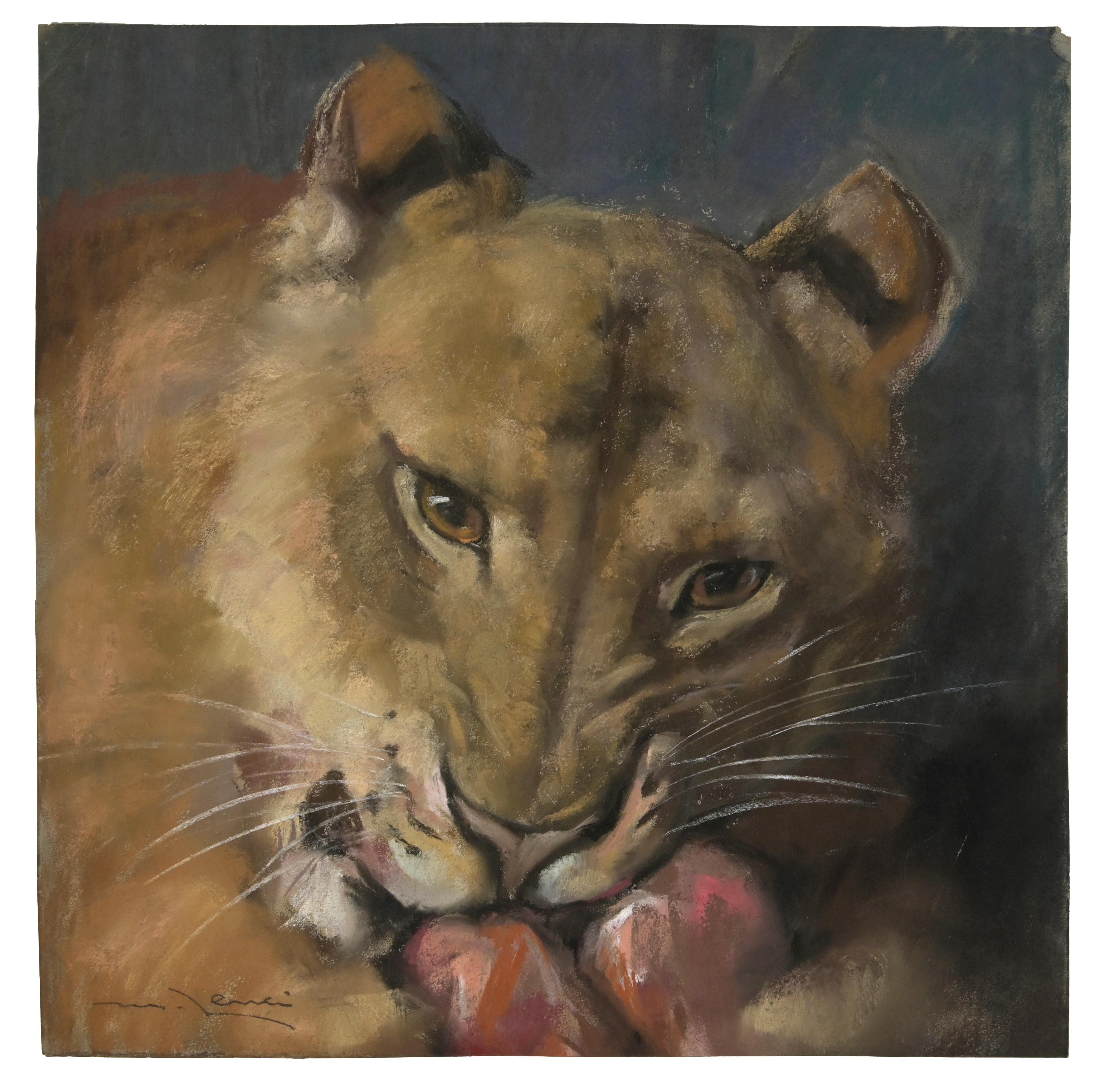 Lenci Marino Animal Art - Lioness - Pastel Drawing by Marino Lenci - Early 20th Century