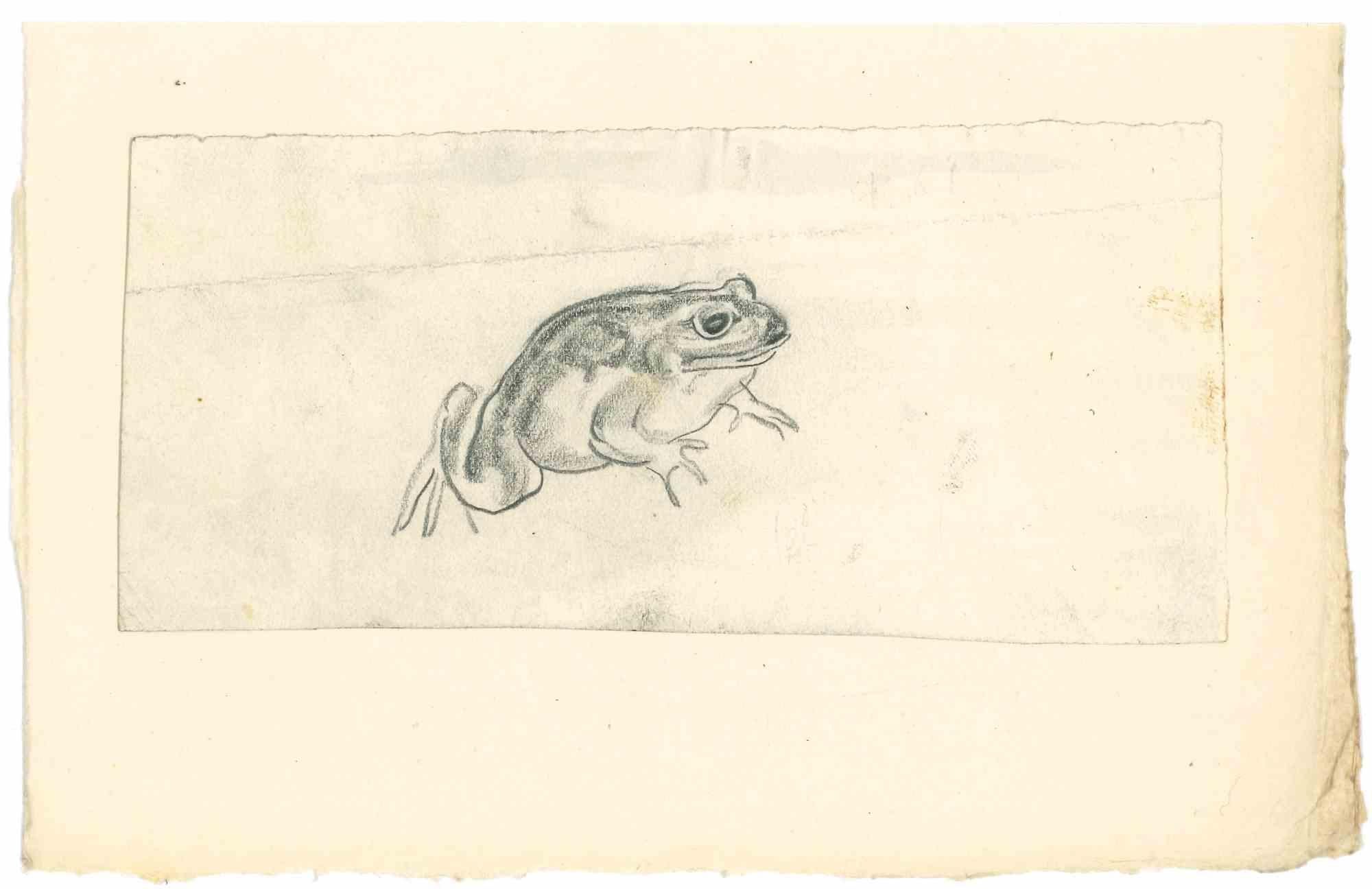 Frog - Dessin au crayon par Emmanuel Gondouin - Années 1930