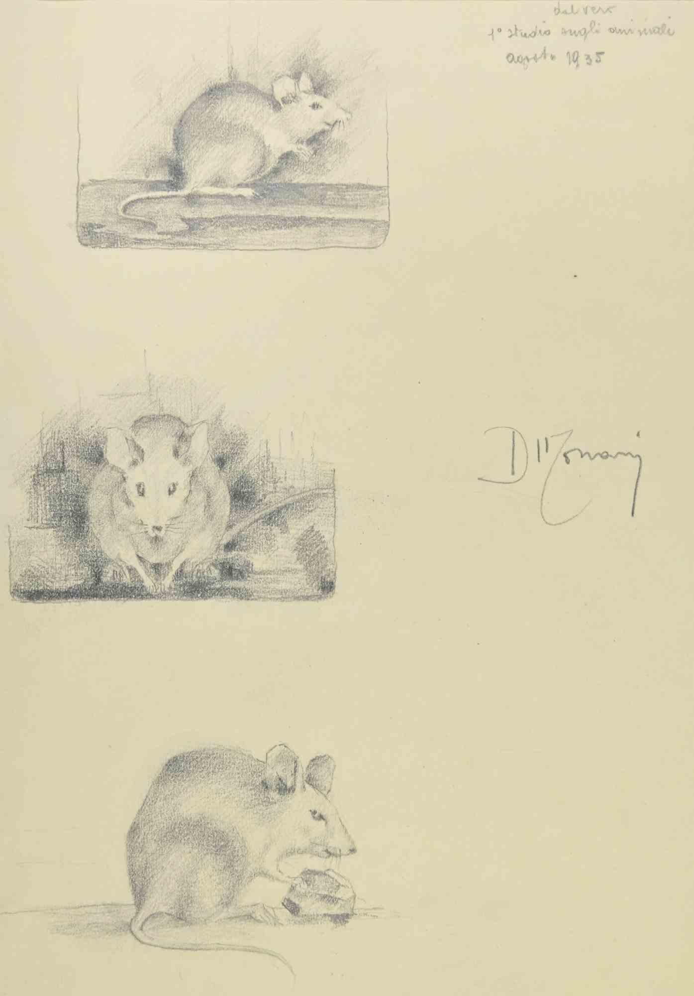 Étude sur une souris - Dessin d'Augusto Monari - 1935