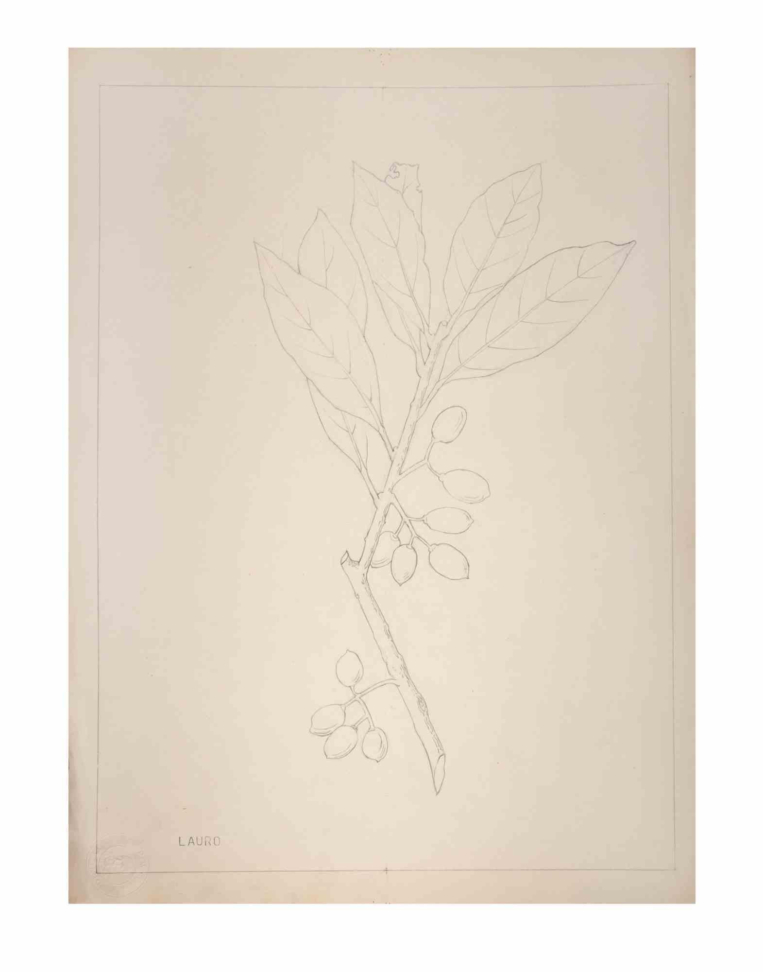 Laurel (Lauro) ist ein Kunstwerk des italienischen Künstlers Aurelio Mistruzzi aus dem Jahr 1905.

Bleistiftzeichnung auf Papier, betitelt "Lauro" und Stempel "P.M.F. Tiziano" in der linken Ecke.

Gute Bedingungen.

Aurelio Mistruzzi (1880-1960)