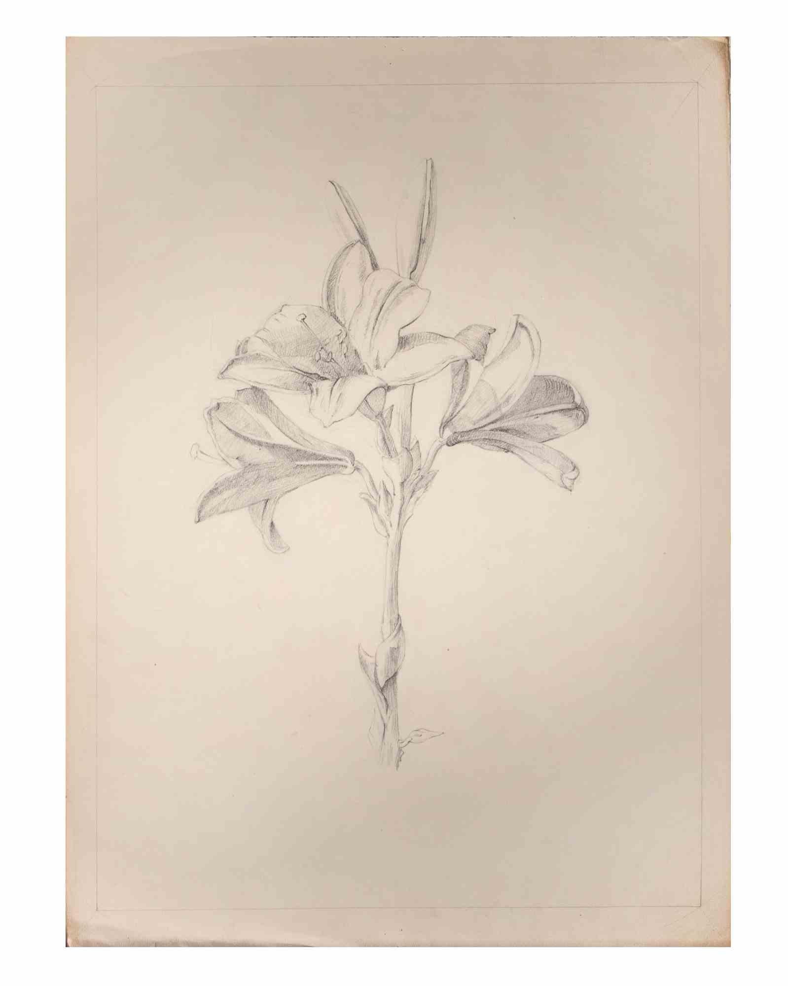 Lily is an Artwork realized by the Italian Artist Aurelio Mistruzzi in 1905.

Pencil Drawing on paper .

Good conditions.

Aurelio Mistruzzi (1880-1960) studied at the Udine Art School, having classes with the Sculptor De Paoli. He moved to Venice