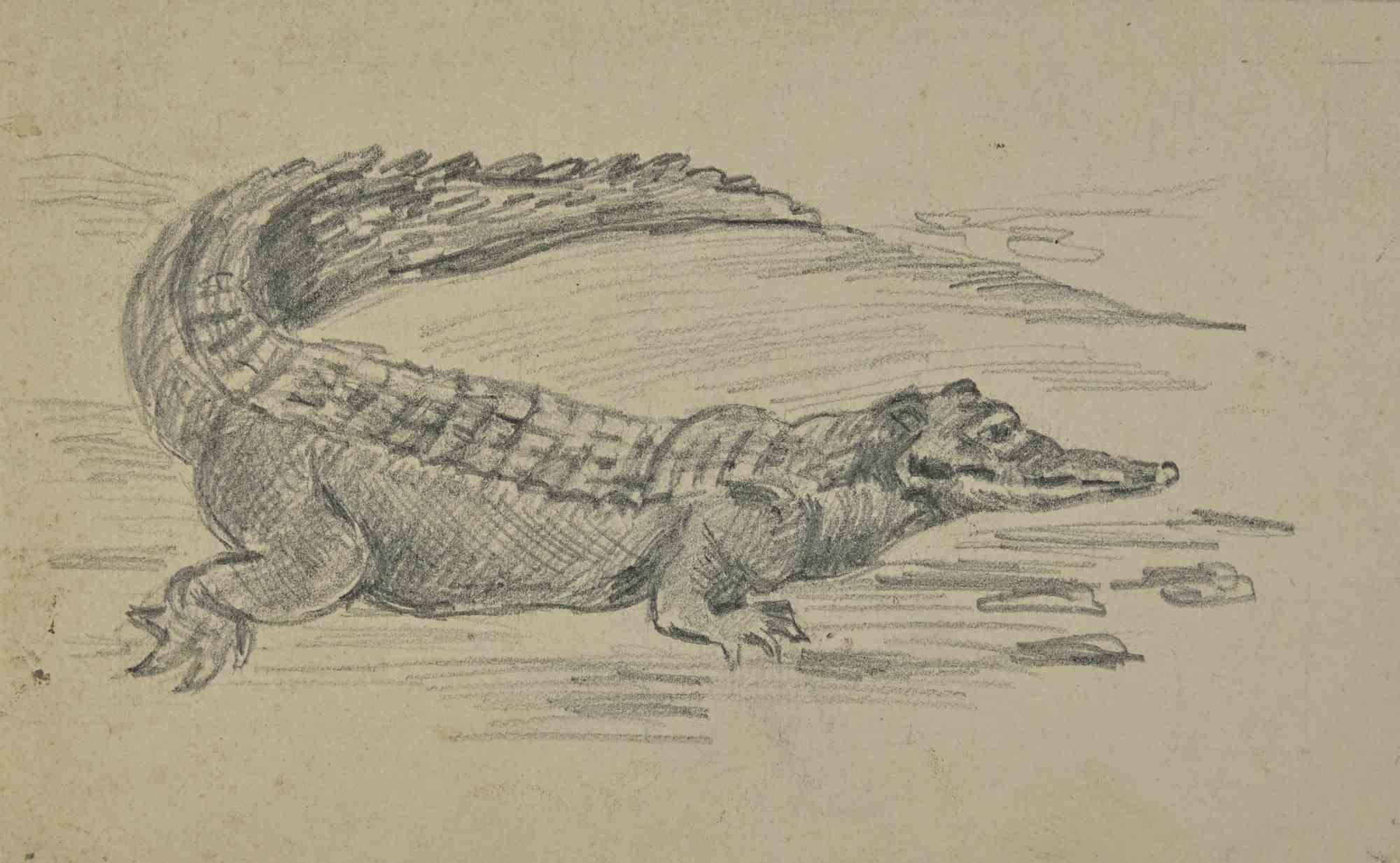 Krokodil – Zeichnung von Joseph Alexander Colin – Mitte des 20. Jahrhunderts