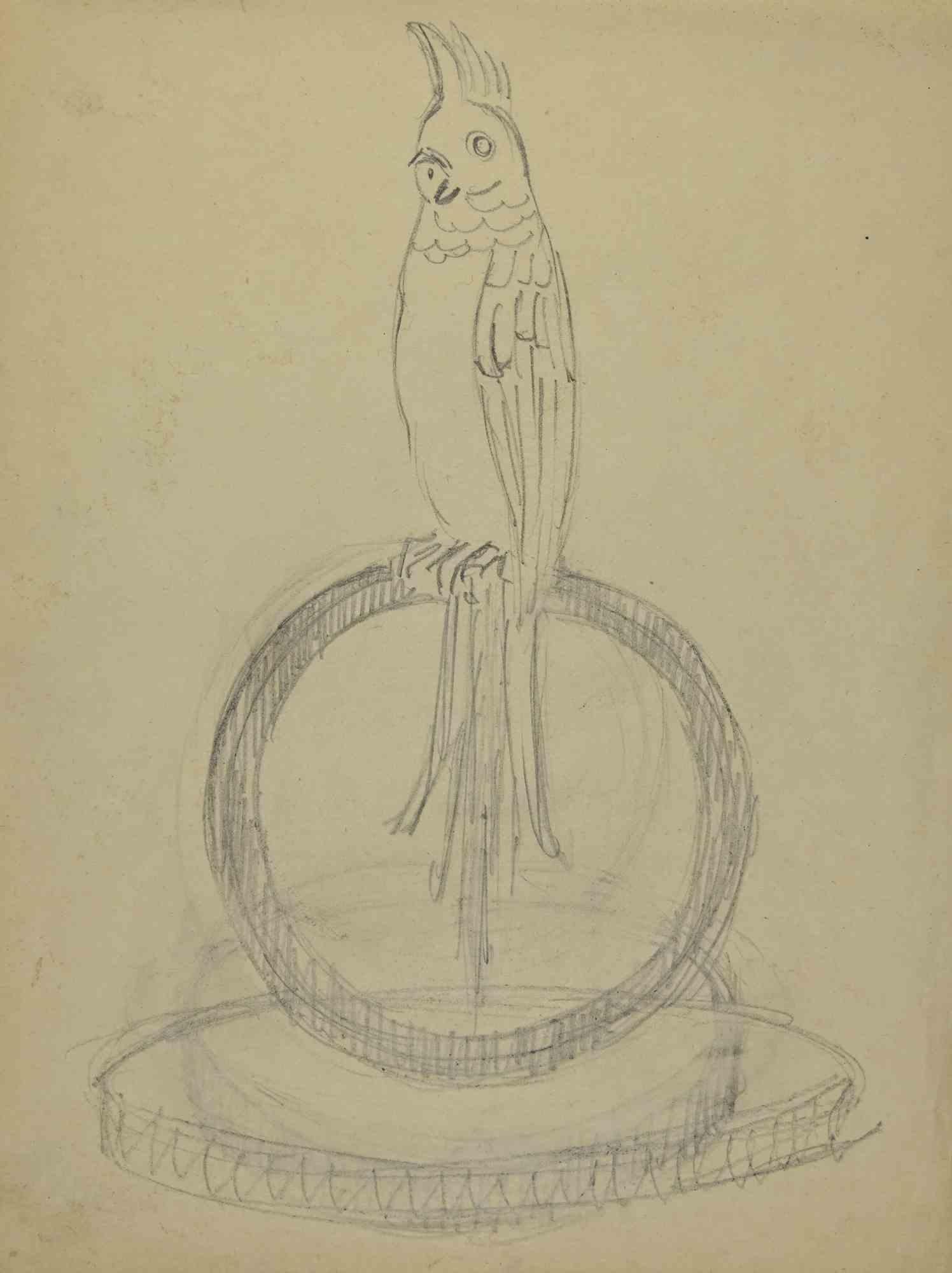 Pappagallo - Disegno di Joseph Alexander Colin - Metà del XX secolo