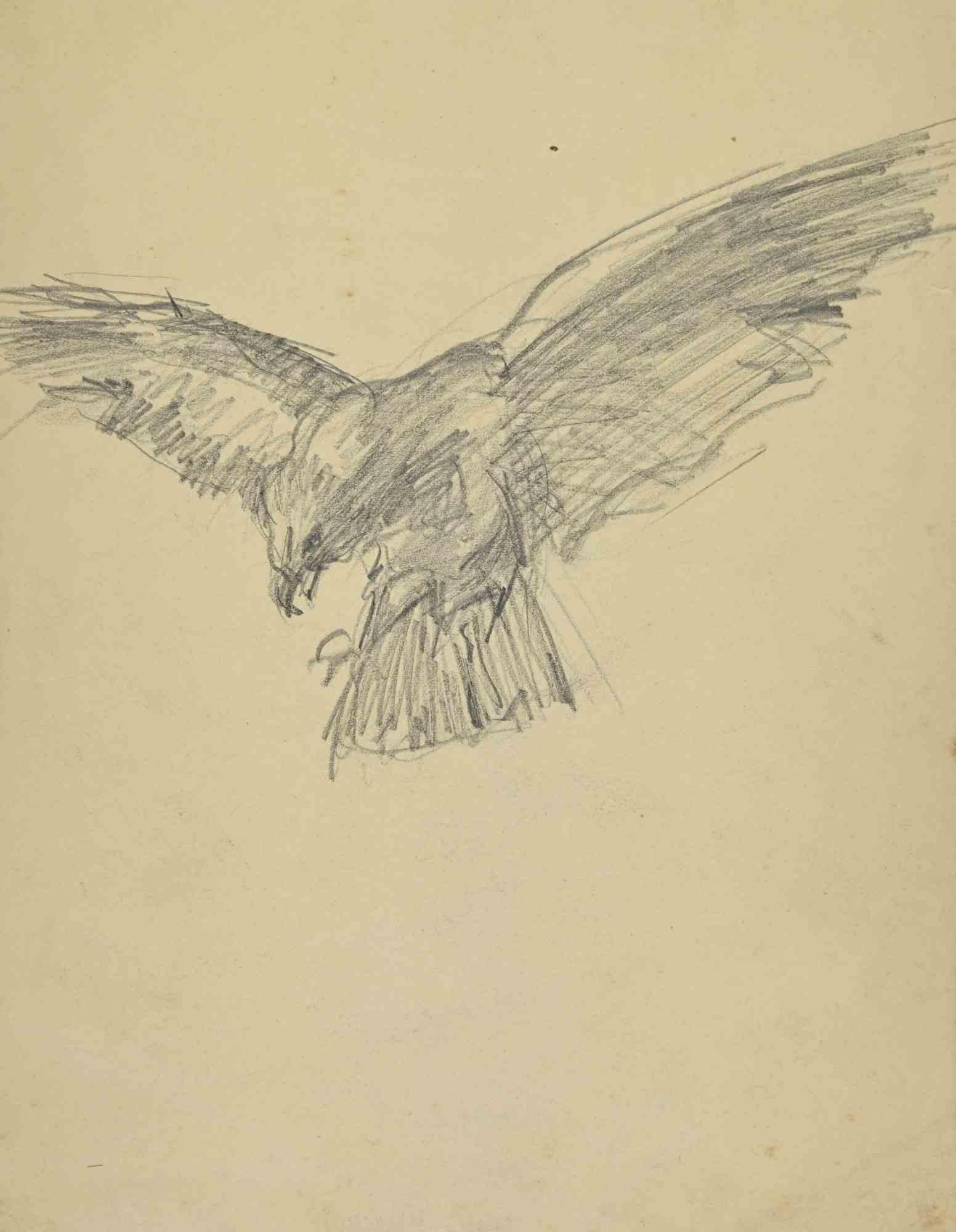 El Águila - Dibujo atribuido a Augusto Bozzi - Principios del siglo XX