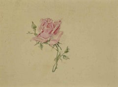 Rosa - Disegno - Inizio XX secolo