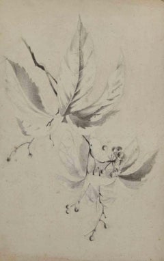 Foglie - Disegno - XIX secolo