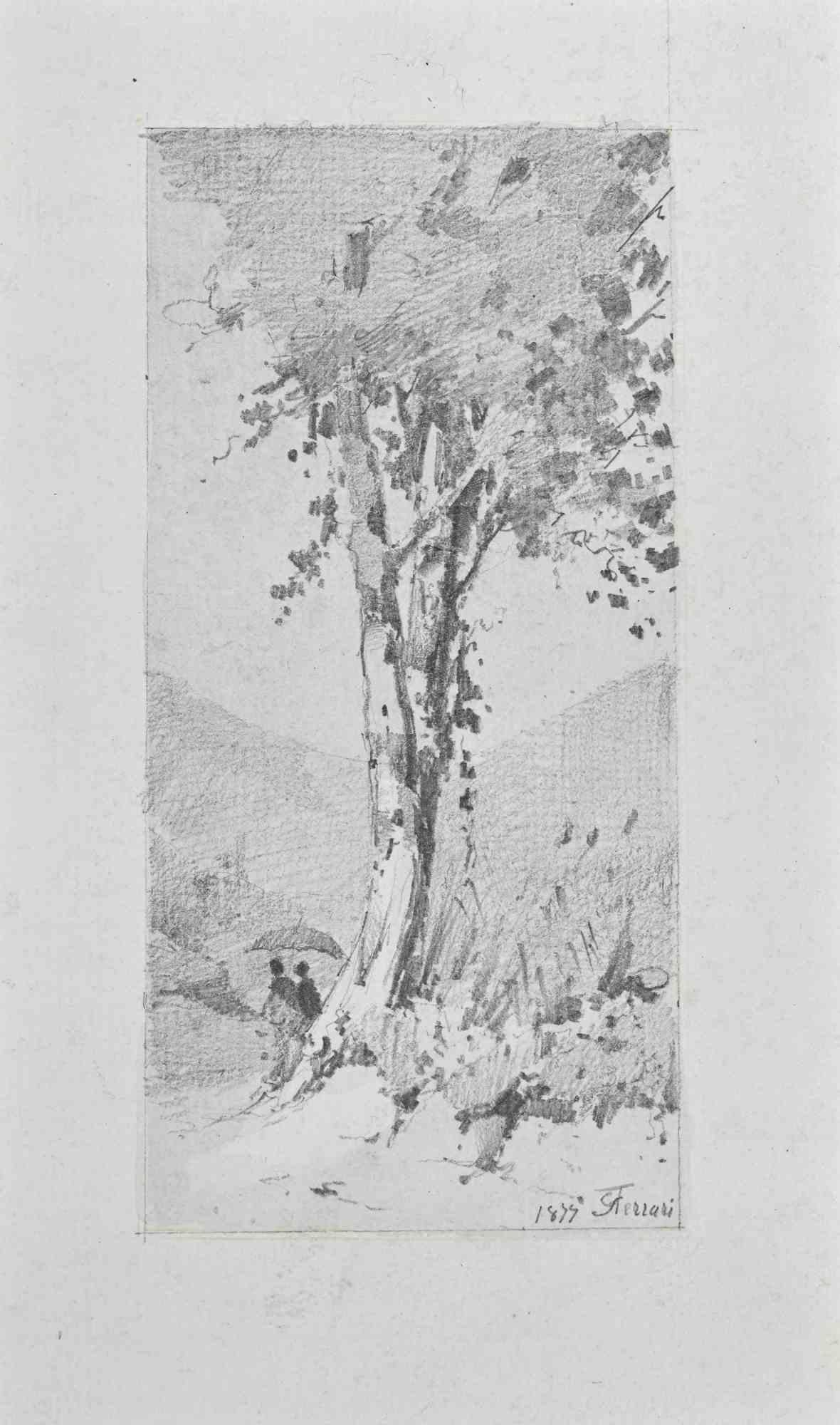Le grand arbre - dessin de Carlo Ferrari - 1899