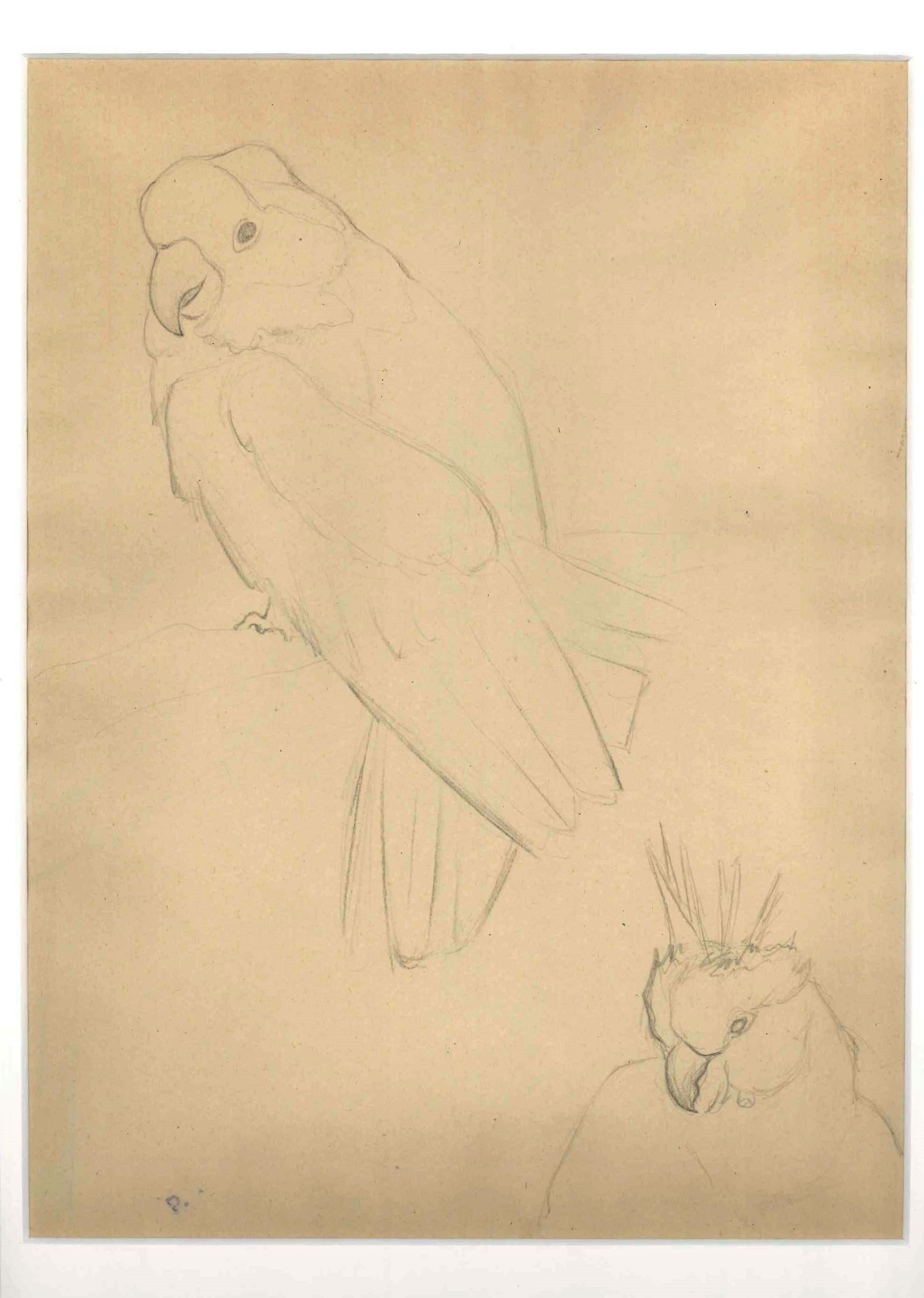 Parrots is an original drawing realized by Ernest Rouart in the first years of the XX Century. Pencil on paper. The back of the artwork is sketched in pencil. Passepartout included (48 x 34 cm). Perfect conditions. 

Nice composition representing