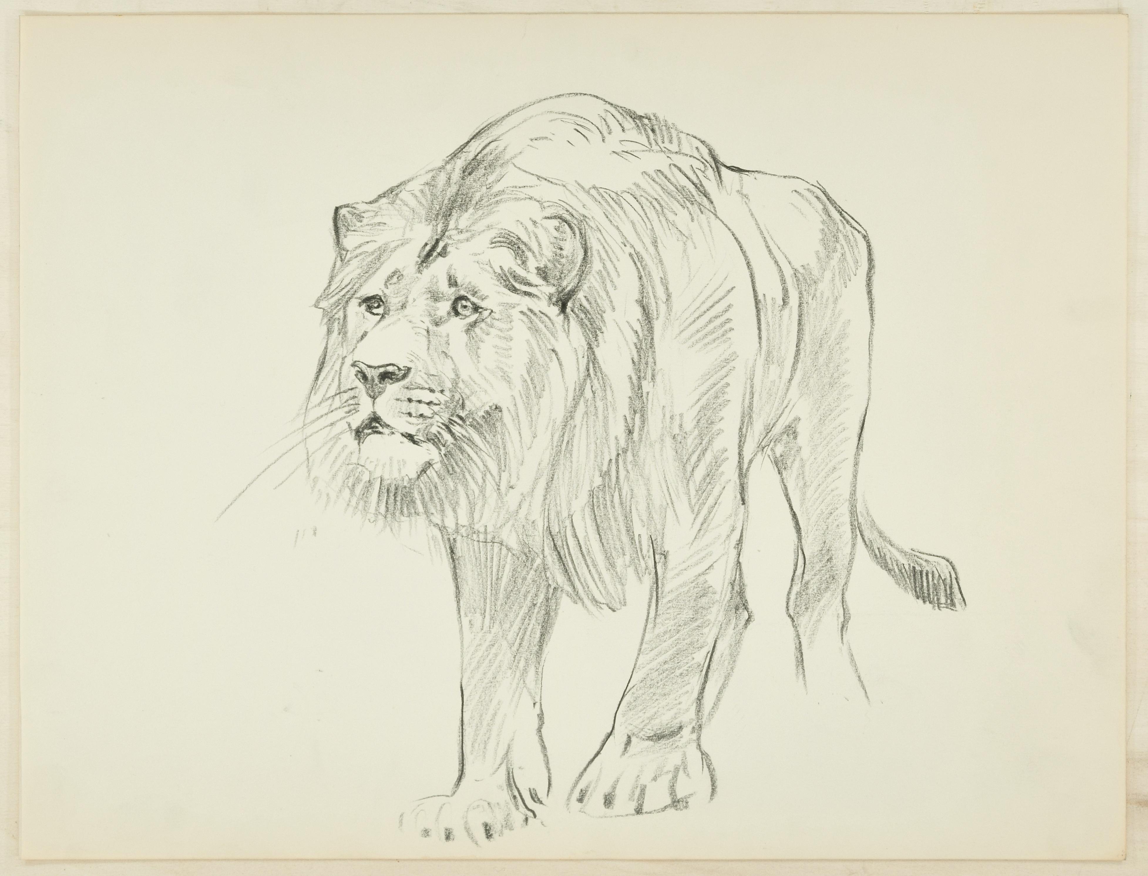 Wilhelm Lorenz Animal Art - Lion - Original Pencil Drawing by Willy Lorenz - Mid 20th Century