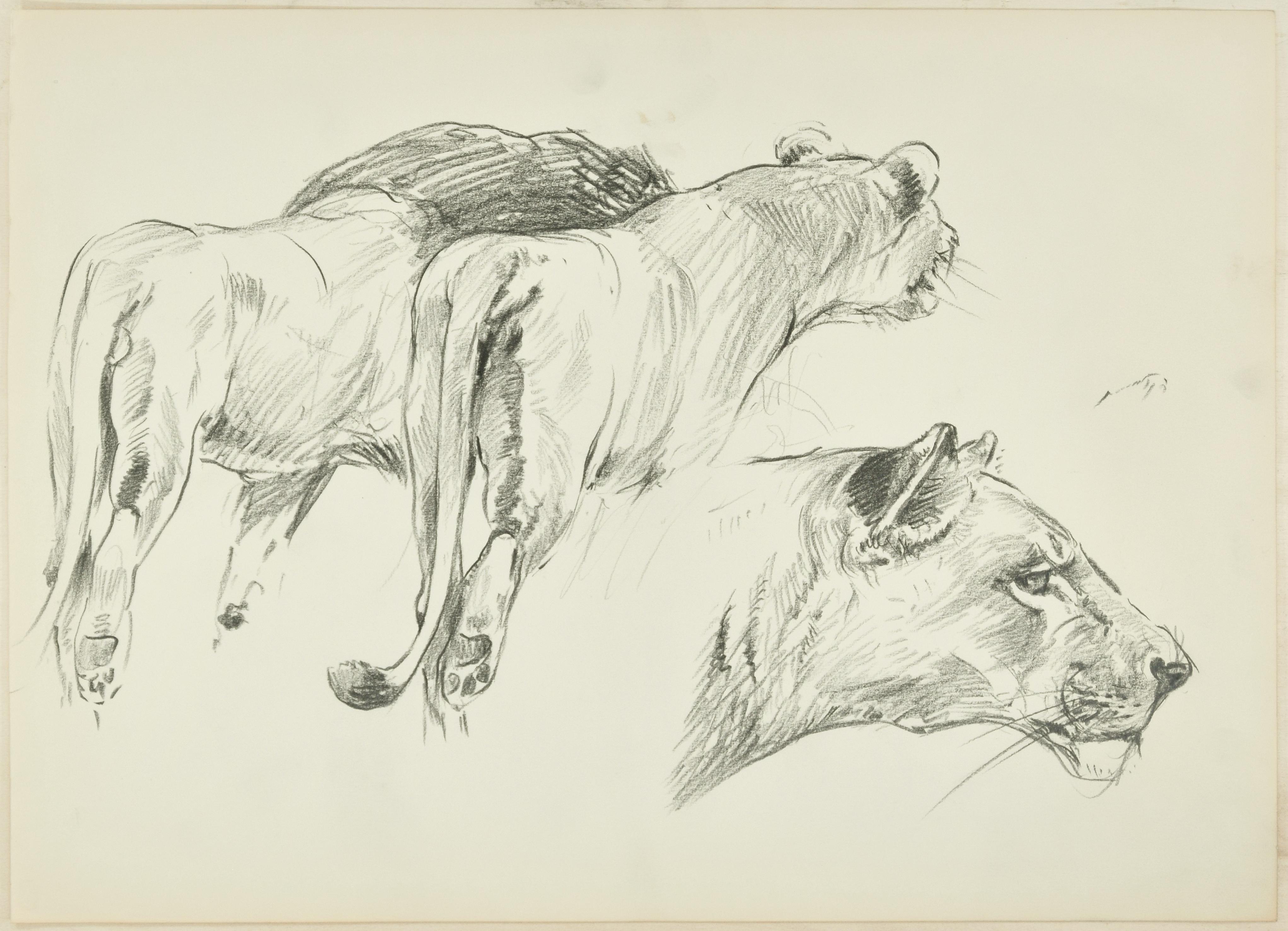 Wilhelm Lorenz Animal Art - Felines - Original Pencil Drawing by Willy Lorenz - Mid 20th Century