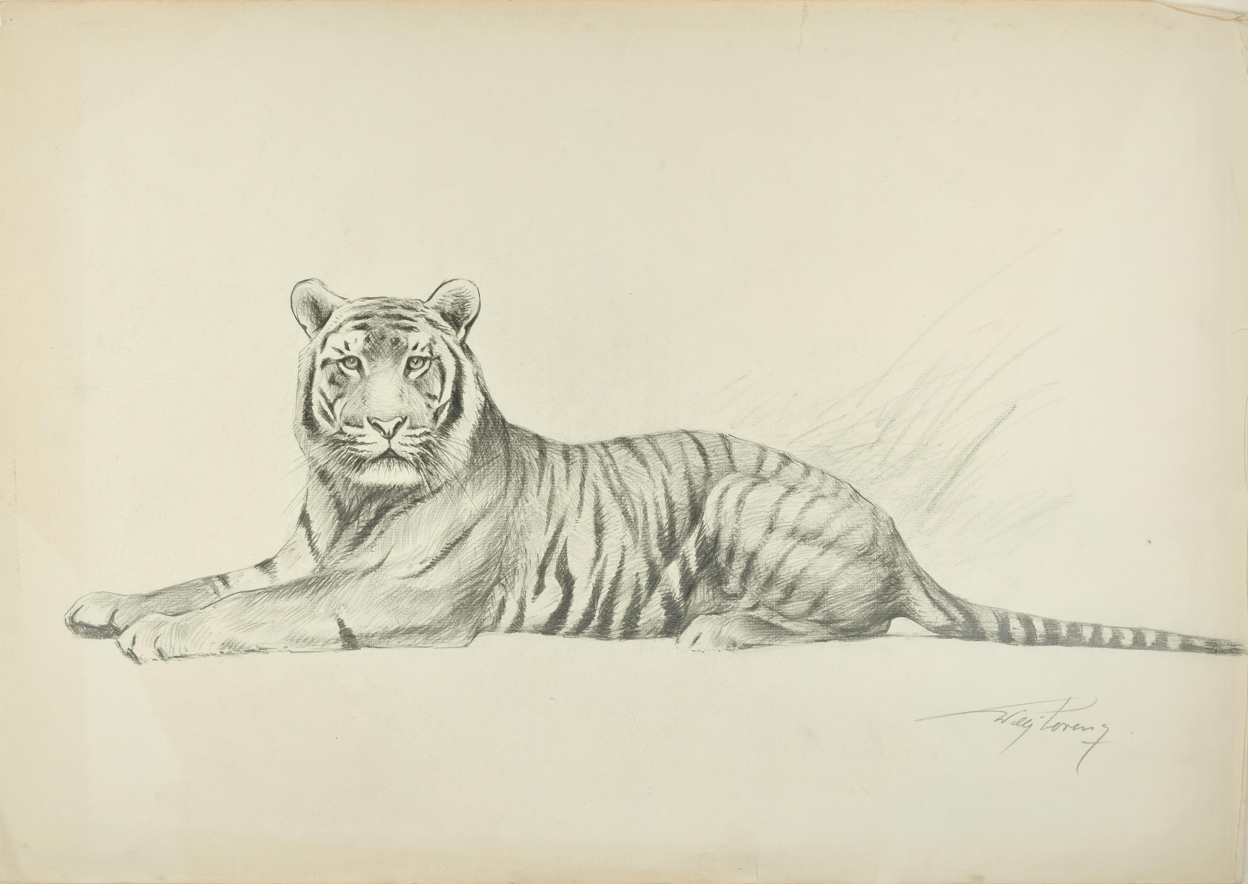 Wilhelm Lorenz Figurative Art - Tiger - Original Pencil Drawing by Willy Lorenz - Mid 20th Century
