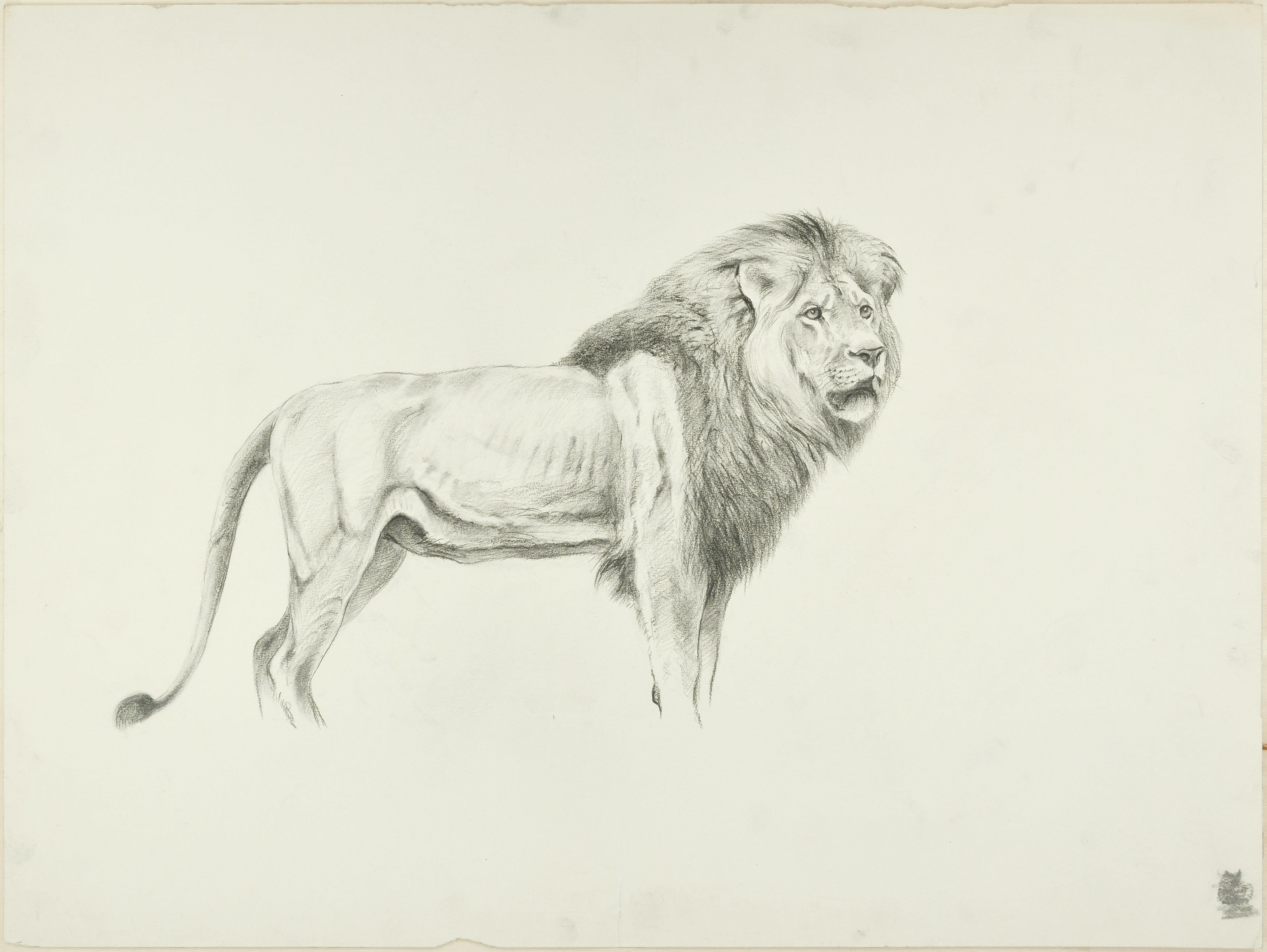 Wilhelm Lorenz Figurative Art - Profile of Lion - Original Pencil Drawing by Willy Lorenz - Mid 20th Century