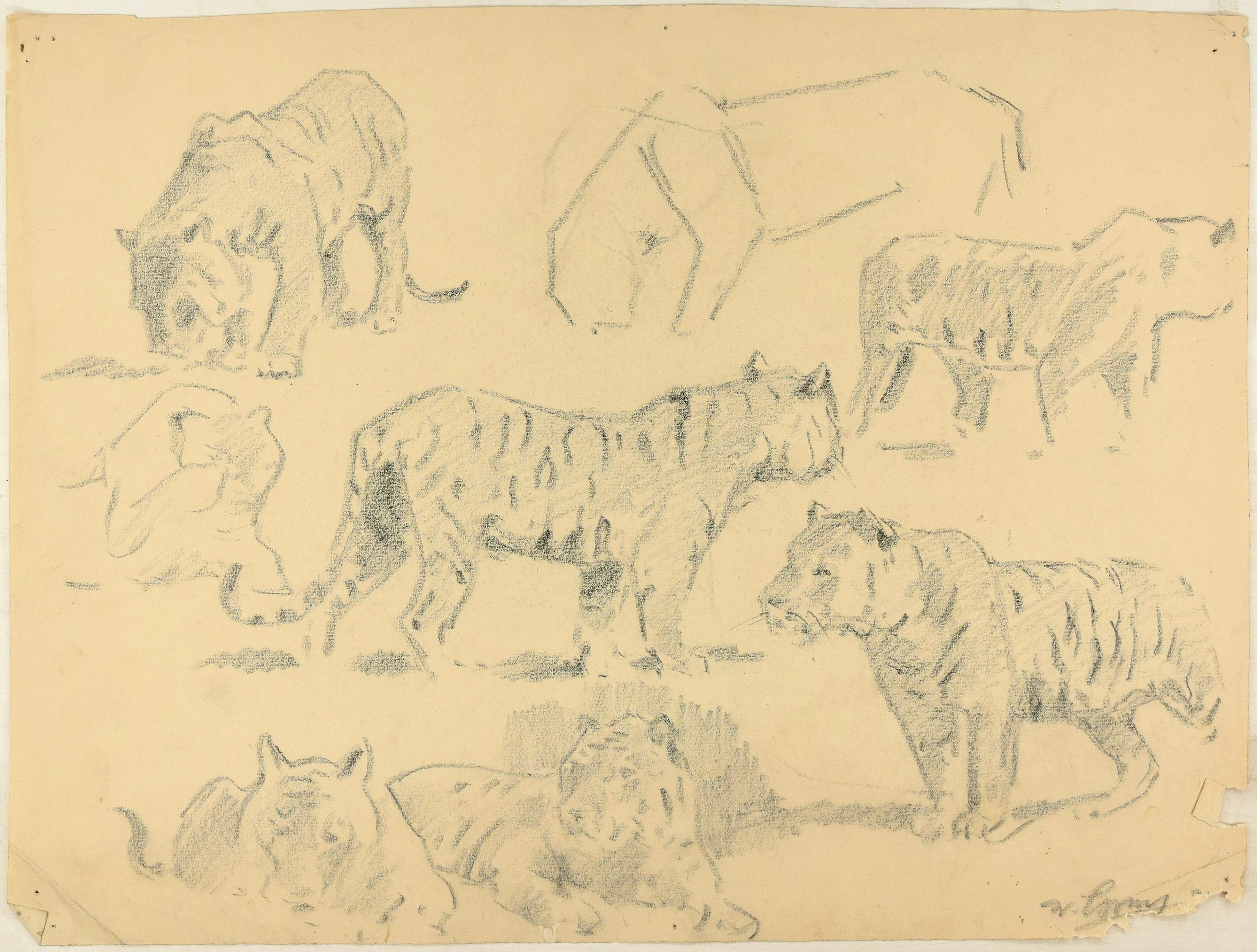 Études de tigres - dessin original au fusain de Willy Lorenz - milieu du XXe siècle