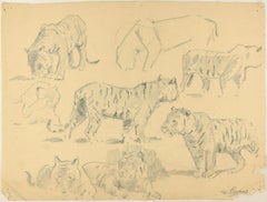 Studies of Tigers - Original Charcoal Drawing by Willy Lorenz - Mid 20th Century