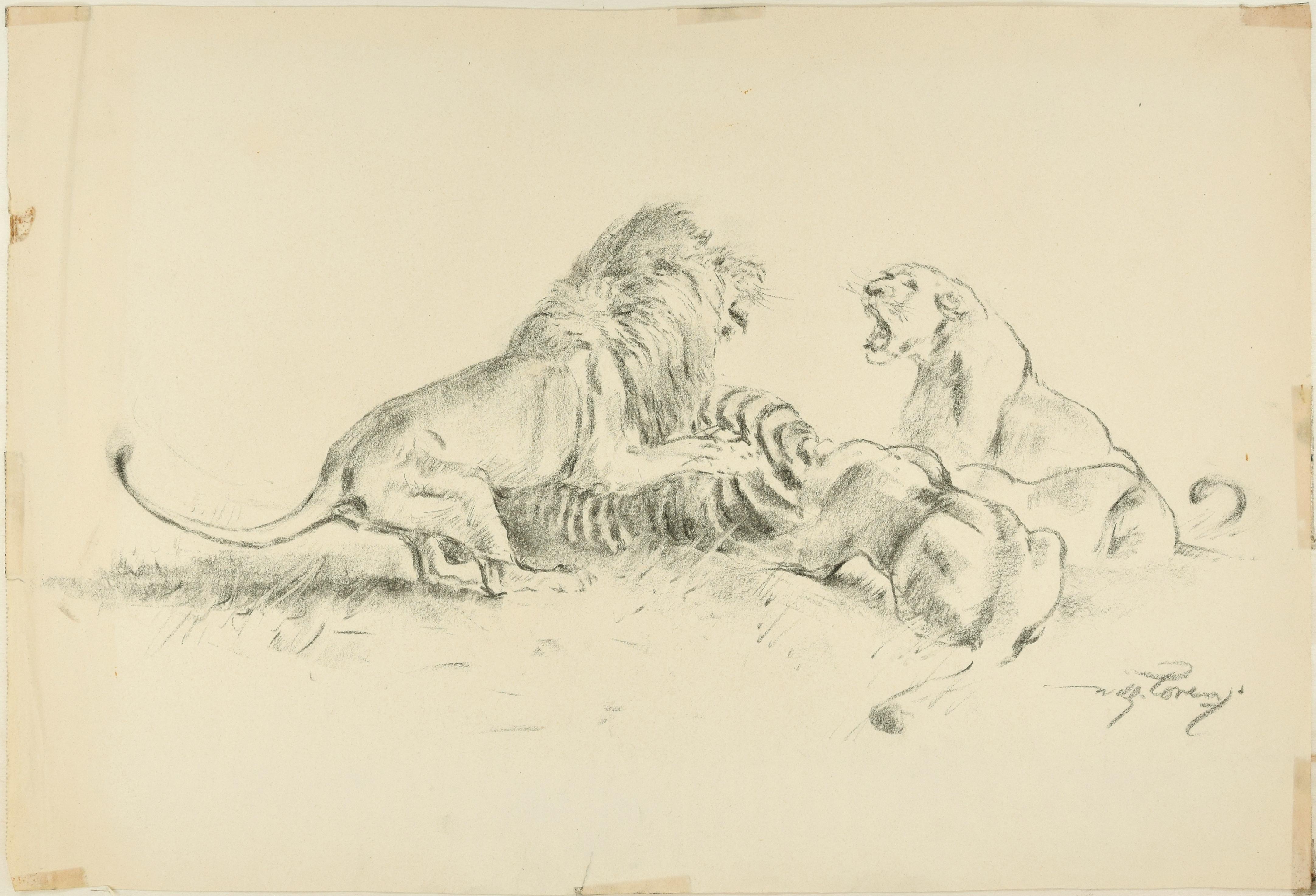 Wilhelm Lorenz Figurative Art - Lions Contending  - Original Charcoal Drawing by Willy Lorenz - Mid 20th Century