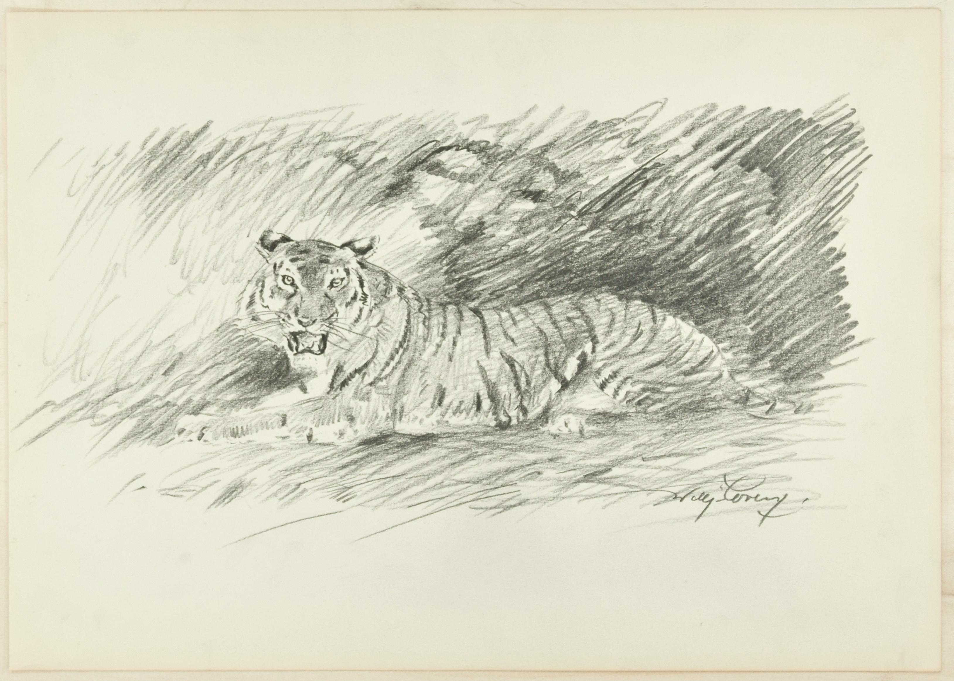 Wilhelm Lorenz Figurative Art - Roaring Tiger - Original Pencil Drawing by Willy Lorenz - 1940s