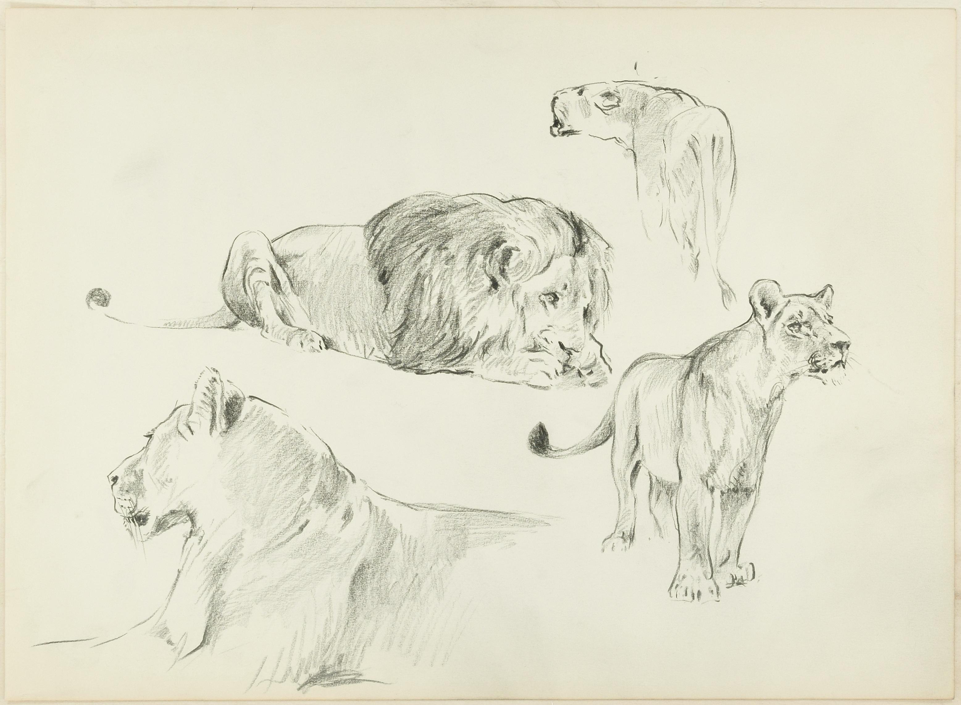 Wilhelm Lorenz Animal Art – Study of Felines – Original Bleistiftzeichnung von Willy Lorenz – 1950er Jahre