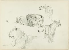 Vintage Study of Felines - Original Pencil Drawing by Willy Lorenz - 1950s