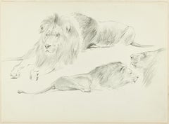 Étude des lions - dessin original au crayon par Willy Lorenz - années 1950