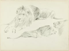 Vintage Study of Lions - Original Pencil Drawing by Willy Lorenz - 1950s