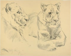 Lionesses - Original Charcoal Drawing by Willy Lorenz - 1949