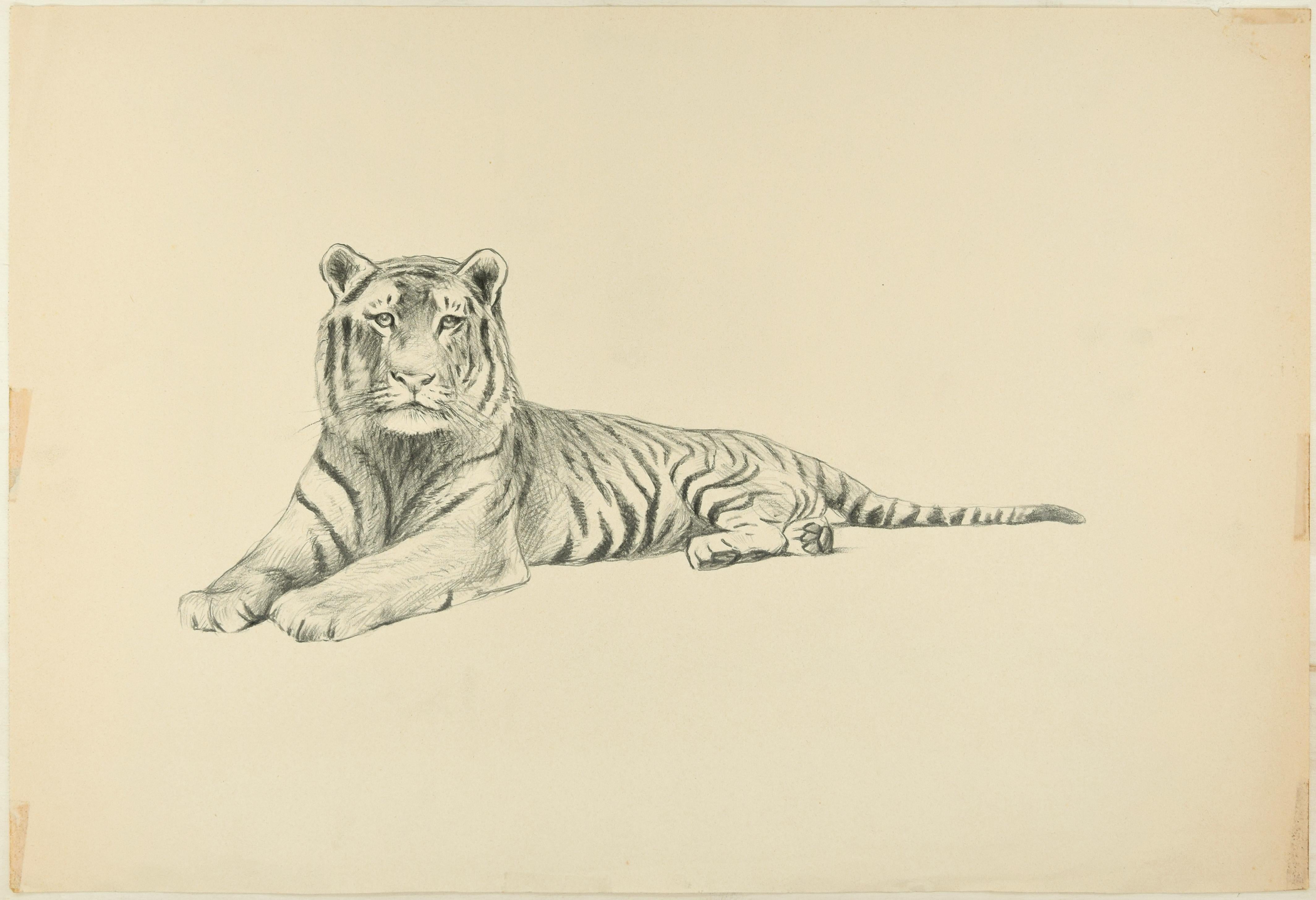 Tigre couché en duvet - dessin original au crayon de Willy Lorenz - années 1950