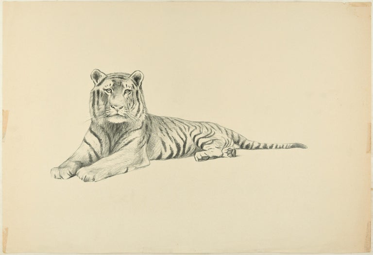 Wilhelm Lorenz Lying Down Tiger Original Pencil