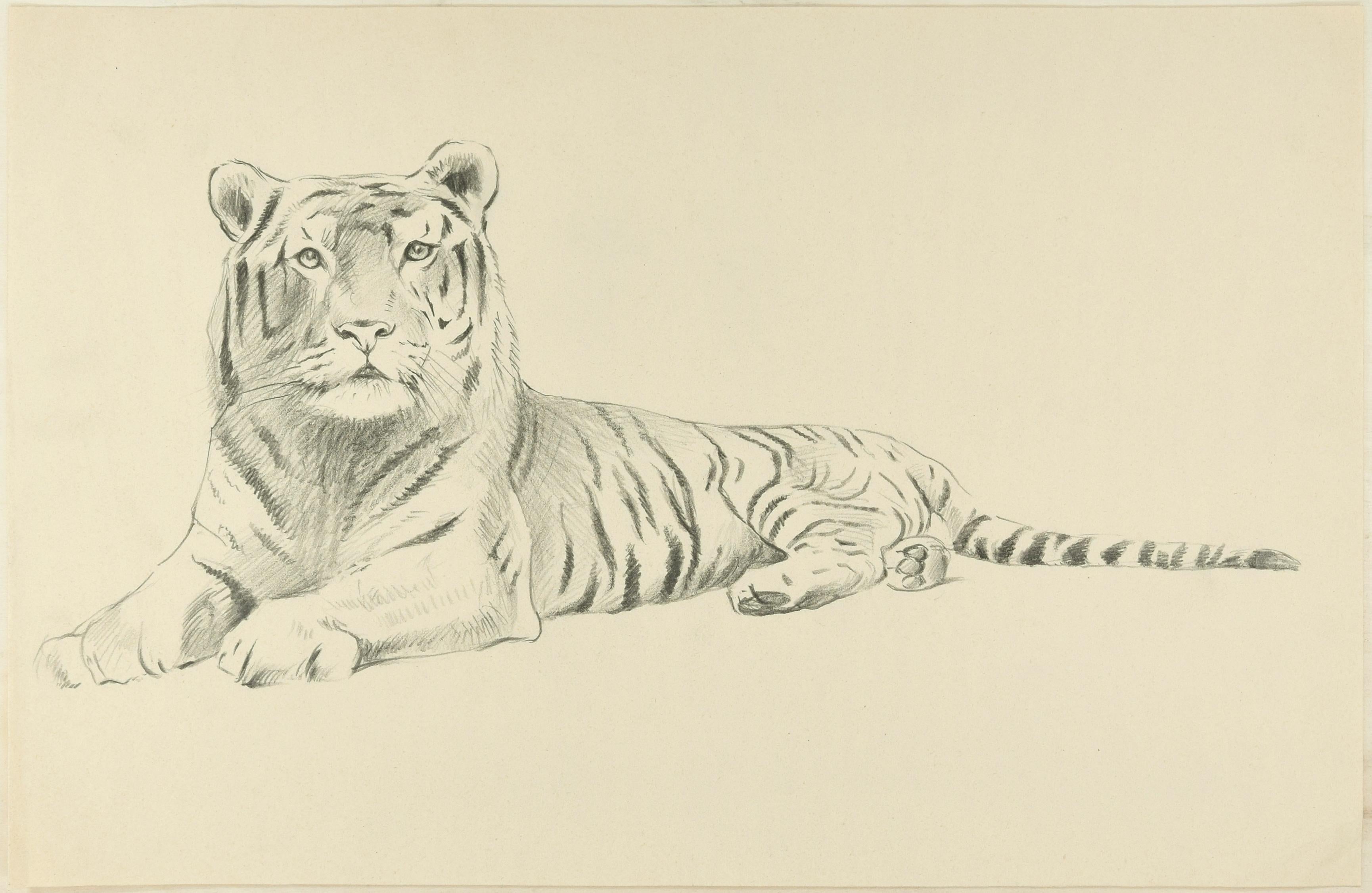 Wilhelm Lorenz Figurative Art - Sketch of a Tiger - Original Pencil Drawing by Willy Lorenz - 1950s