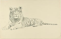Sketch of a Tiger - Original Pencil Drawing by Willy Lorenz - 1950s
