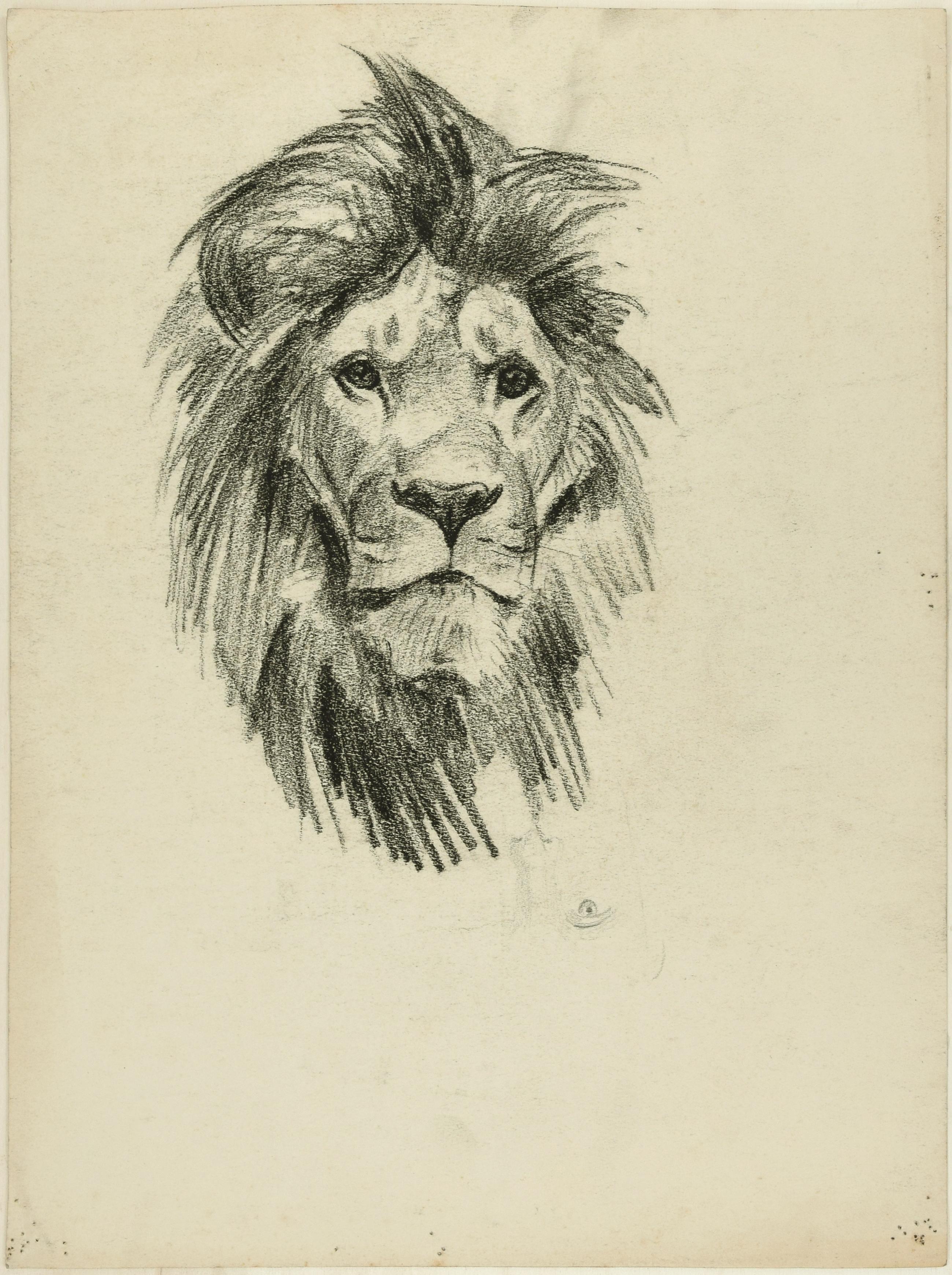 Wilhelm Lorenz Figurative Art - Head of Lion and Tiger - Original Pencil Drawing by Willy Lorenz - 1950s
