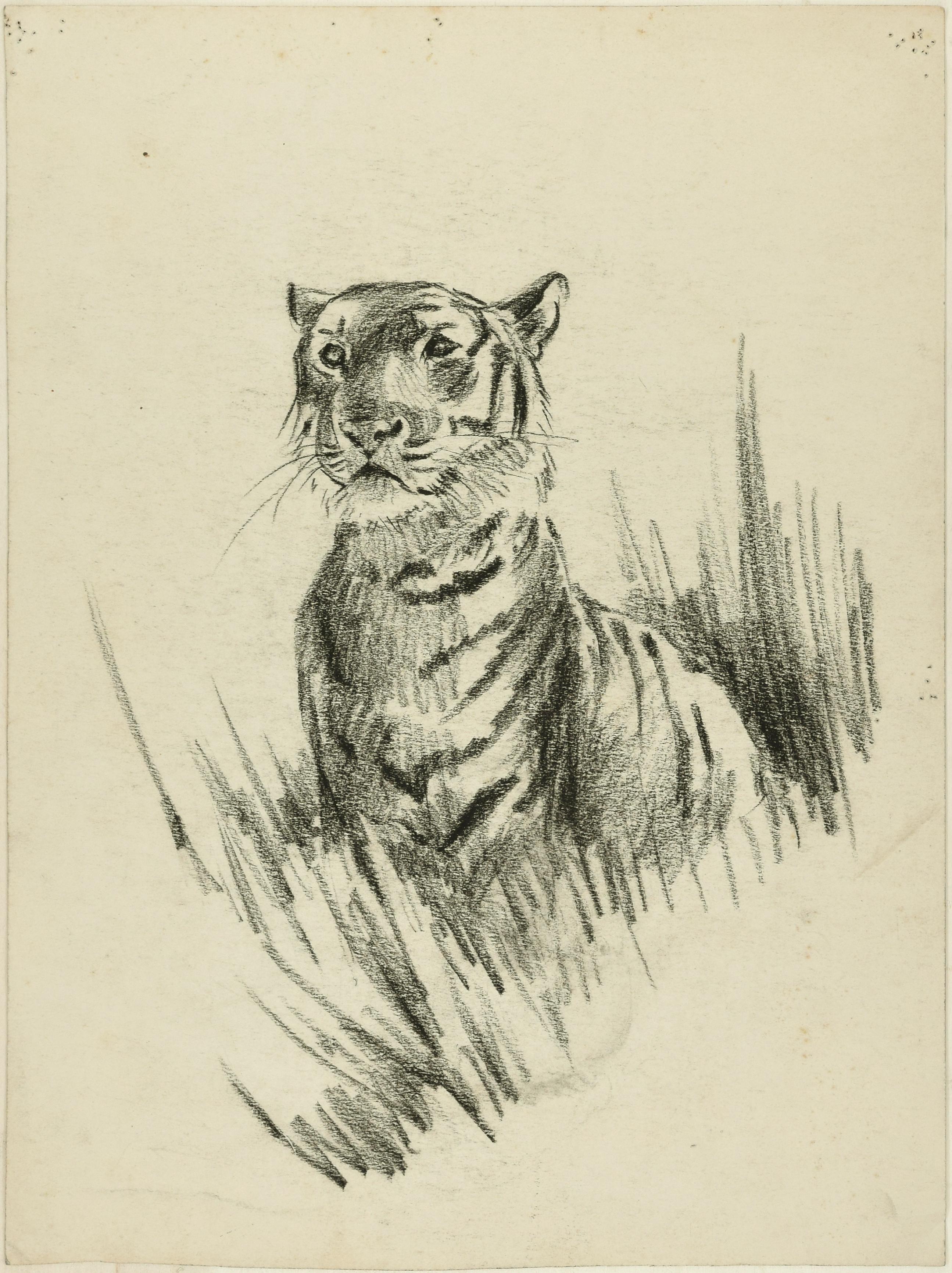 Tête de lion et de tigre - dessin original au crayon par Willy Lorenz - années 1950 - Art de Wilhelm Lorenz