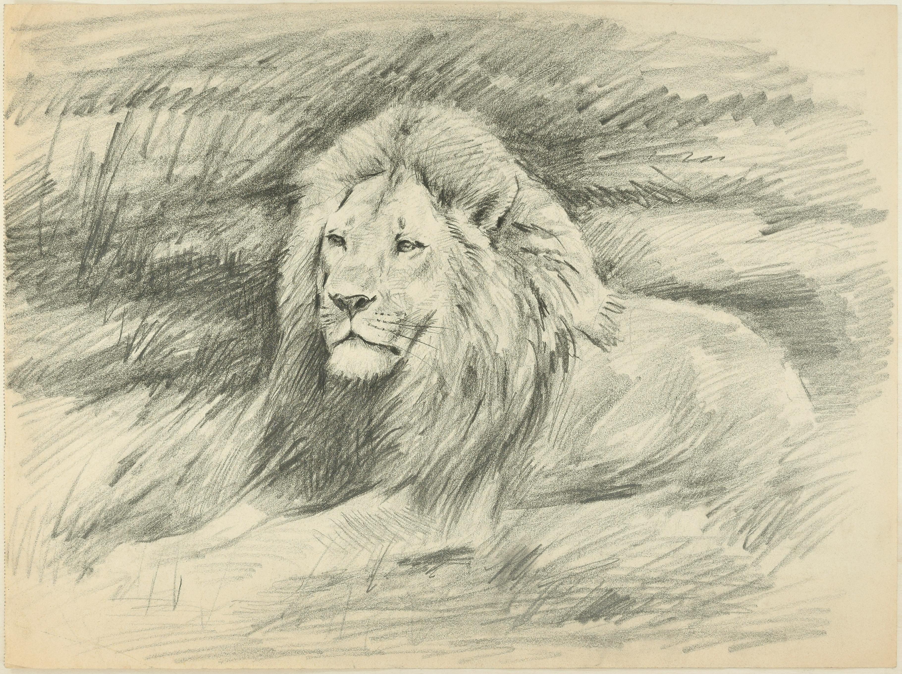 Wilhelm Lorenz Animal Art - Shape of a Lion - Original Pencil Drawing by Willy Lorenz - 1940s