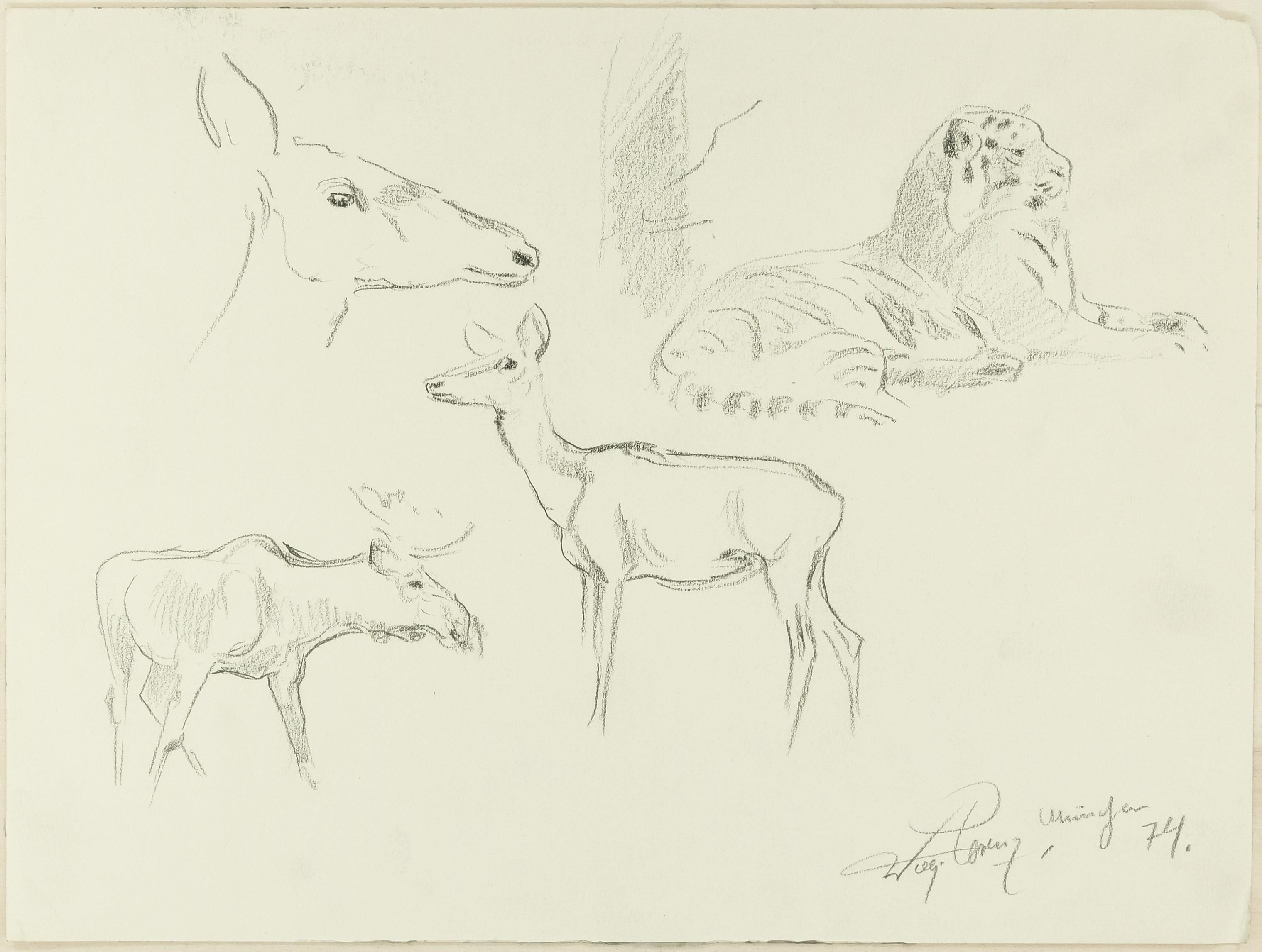 Study of Animals - Original Pencil Drawing by Willy Lorenz - 1940s