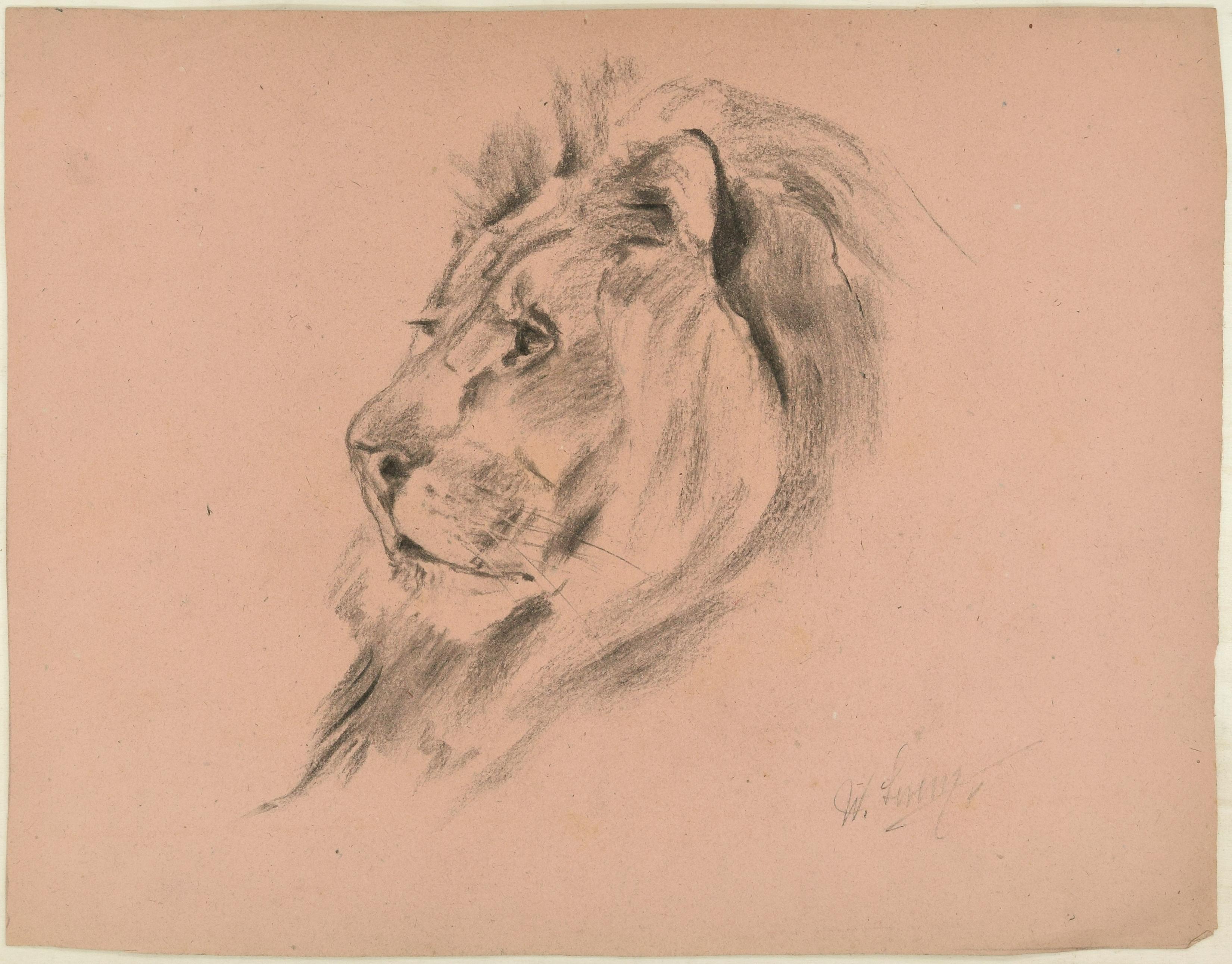 Le profil d'un lion - dessin original au fusain de Willy Lorenz - années 1940