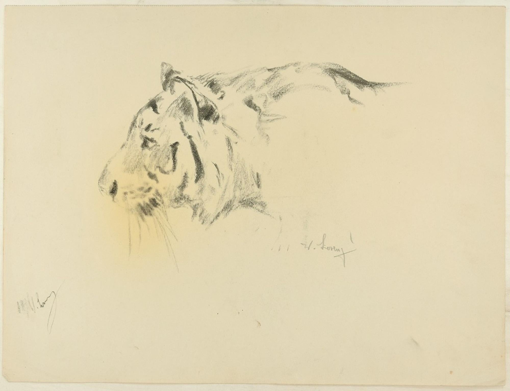 Animal Art Wilhelm Lorenz - Le profil d'un tigre - dessin original au fusain de Willy Lorenz - années 1940