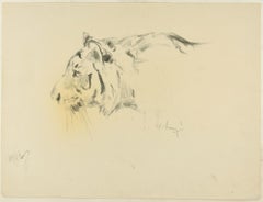 Le profil d'un tigre - dessin original au fusain de Willy Lorenz - années 1940