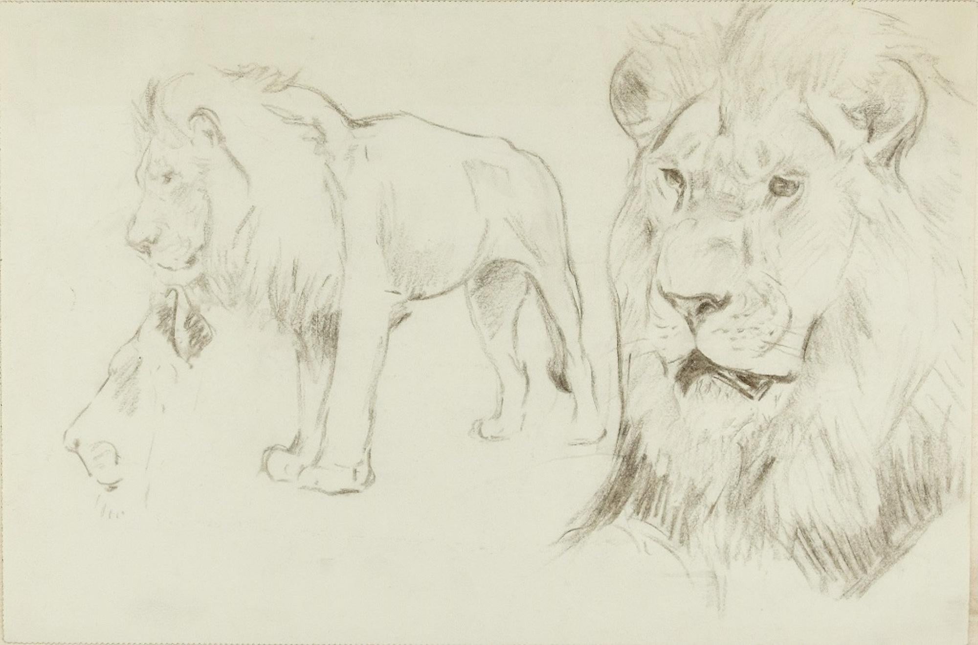 Wilhelm Lorenz Figurative Art – Foreground of a Lion – Original-Bleistiftzeichnung von Willy Lorenz – 1940er Jahre
