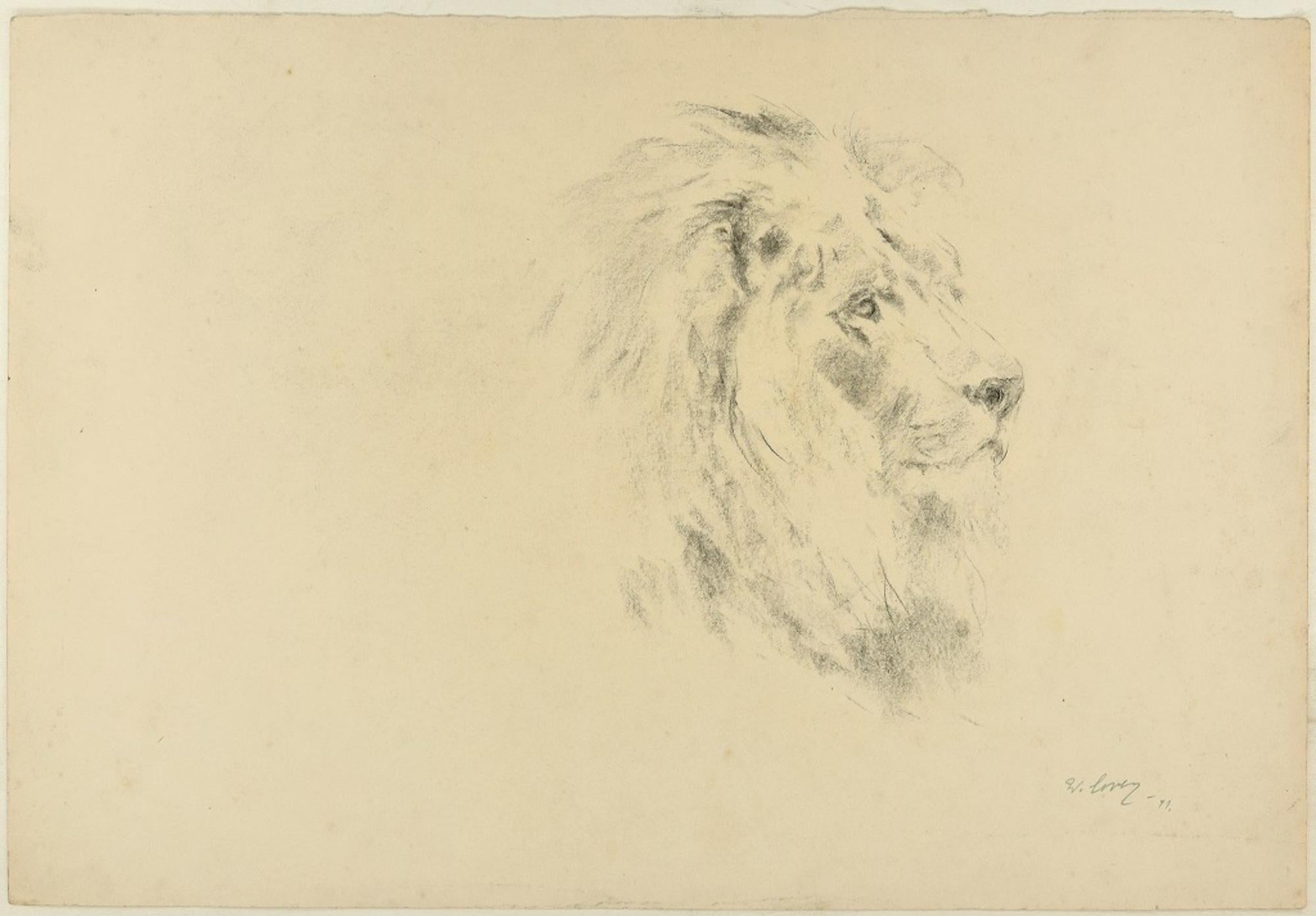 Wilhelm Lorenz Animal Art - Lion - Original Charcoal Drawing by Willy Lorenz - 1971