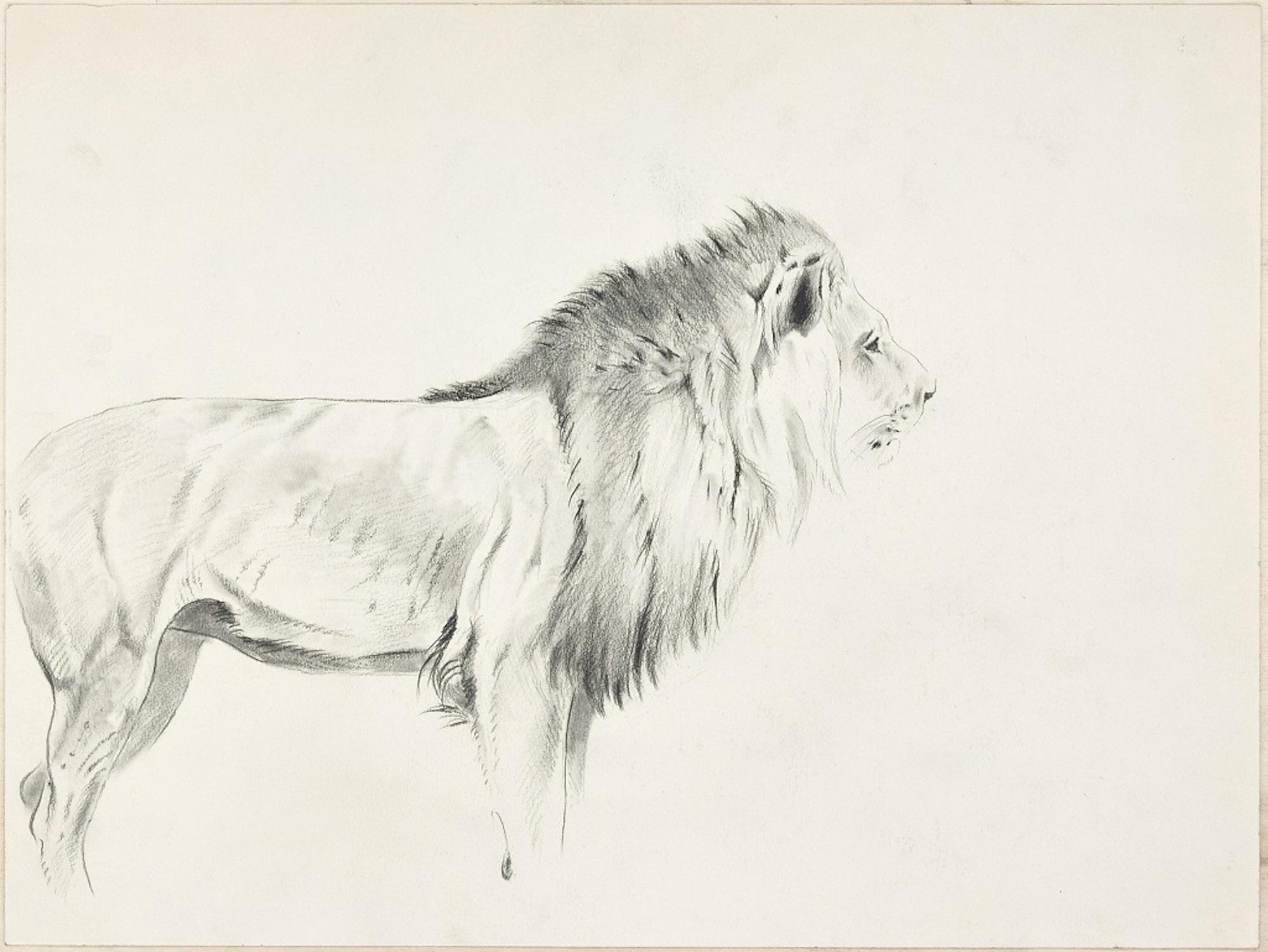 Wilhelm Lorenz Animal Art - Study of Lion and Lioness - Original Pencil Drawing by Willy Lorenz - 1940s