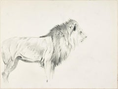 Étude d'un lion et d'une lionne - Dessin au crayon original de Willy Lorenz - années 1940