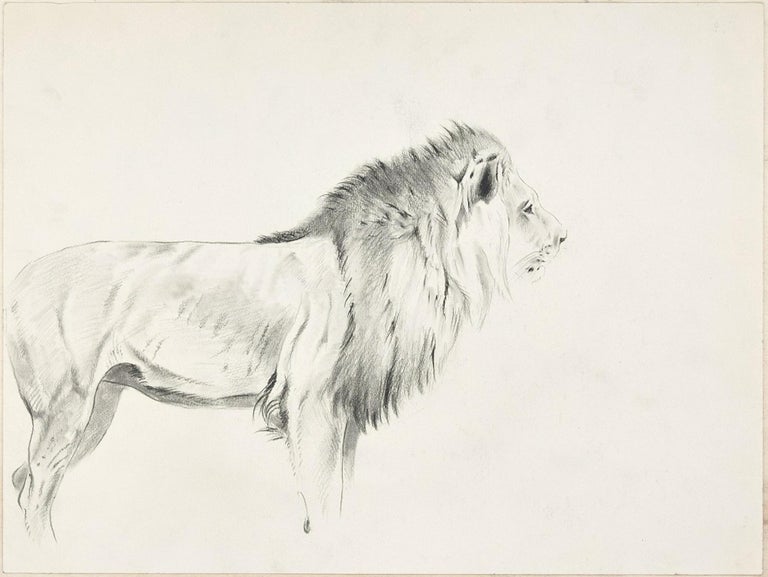 Wilhelm Lorenz Study Of Lion And Lioness Original Pencil