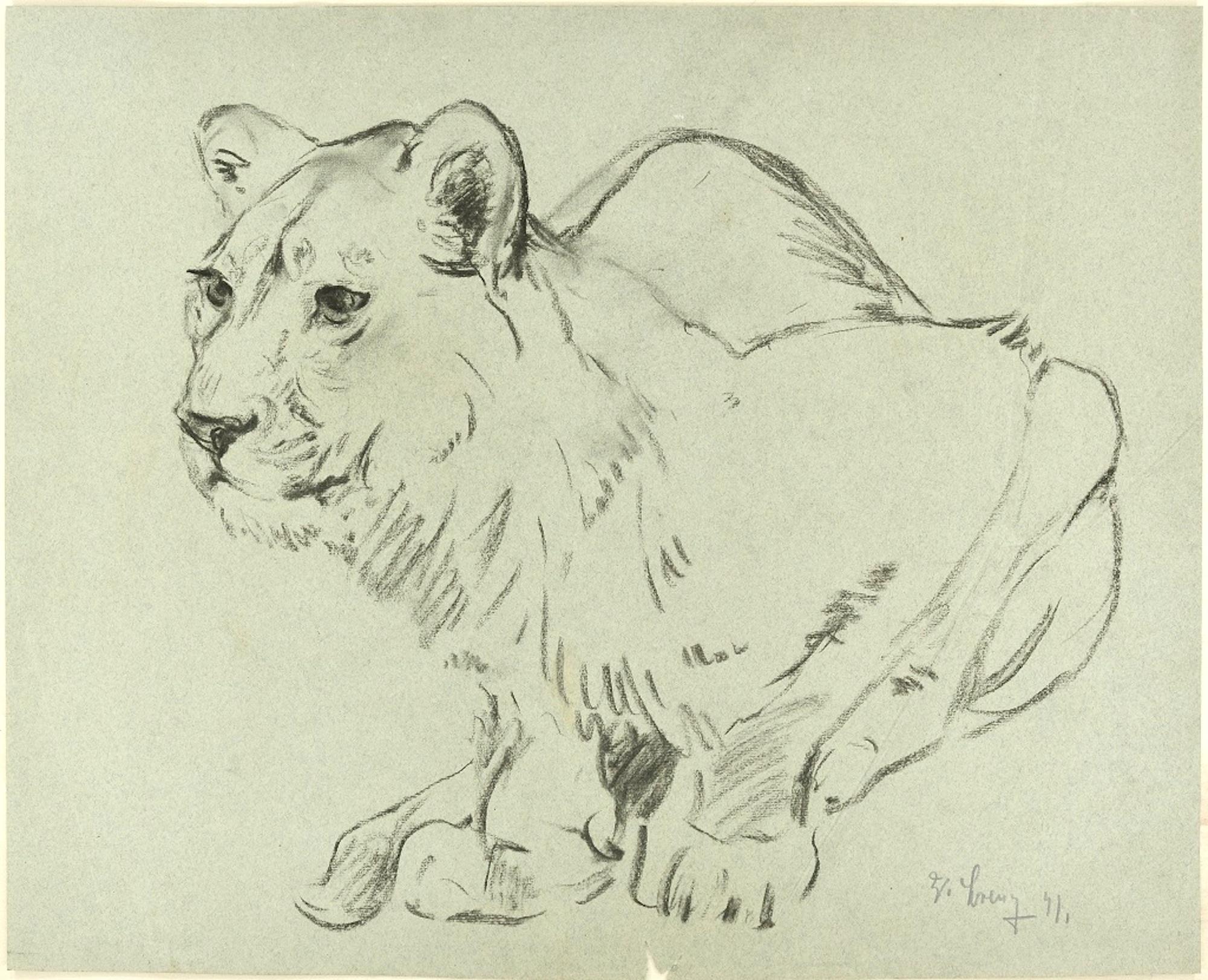 Wilhelm Lorenz Animal Art - Crouched Lioness and Rabbits - Original Pencil Drawing by Willy Lorenz - 1971