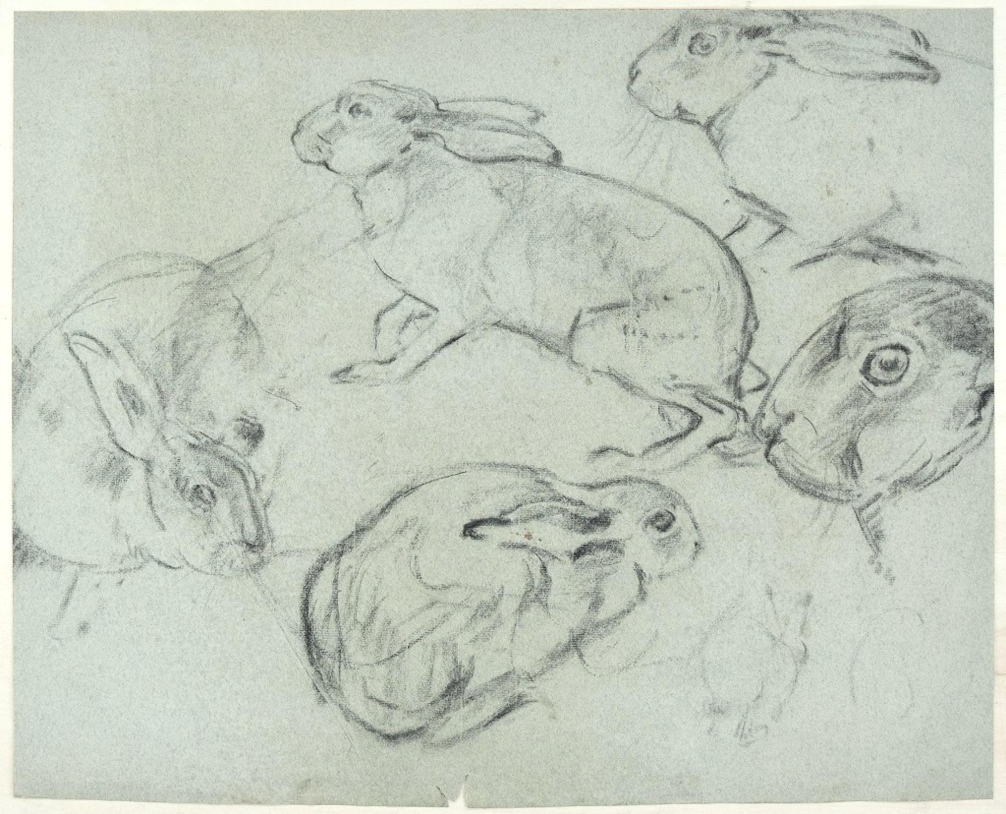 Crouched Lioness and Rabbits - Original Pencil Drawing by Willy Lorenz - 1971 - Art by Wilhelm Lorenz