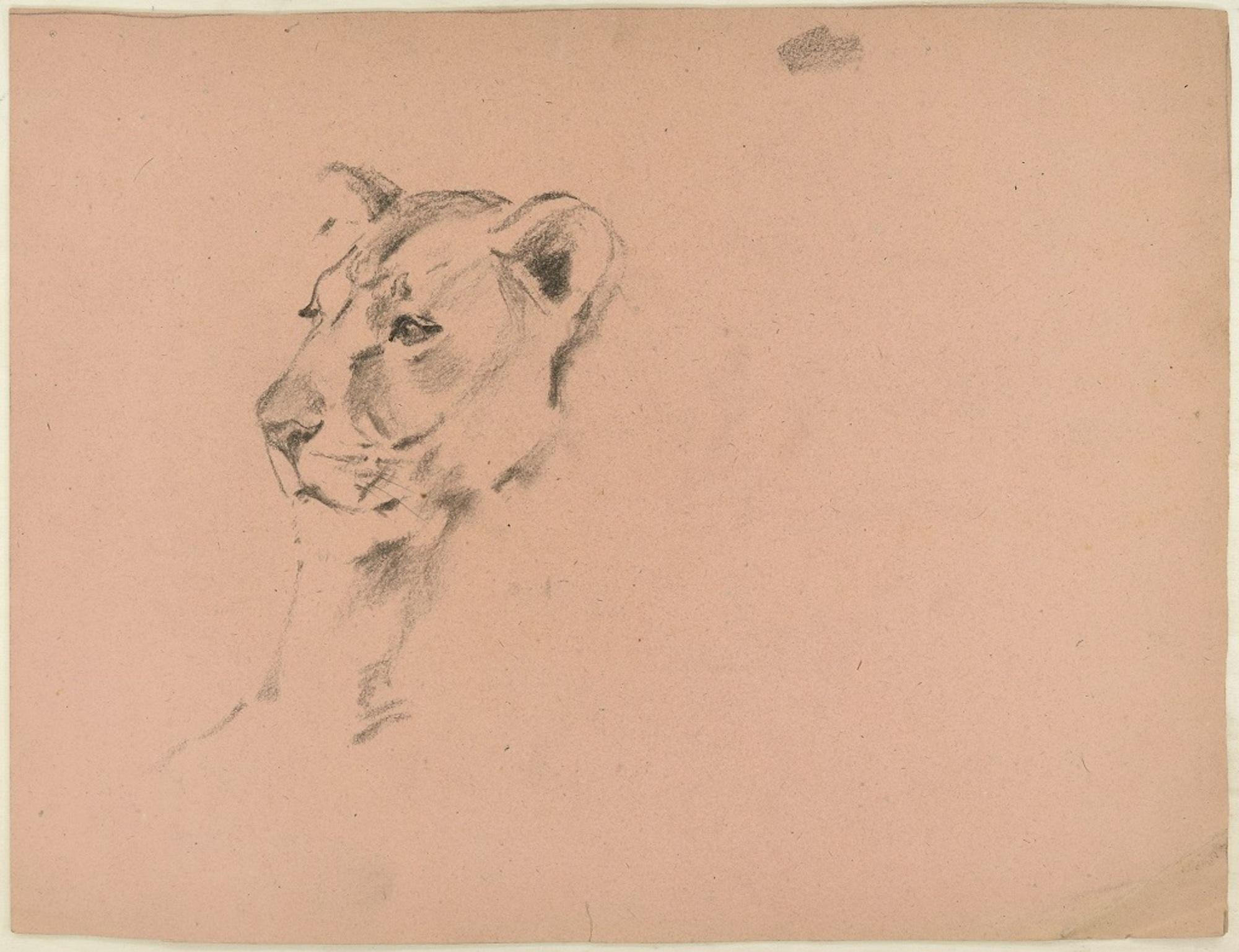Lioness and Hunter - Original Charcoal Drawing by Willy Lorenz - 1970s