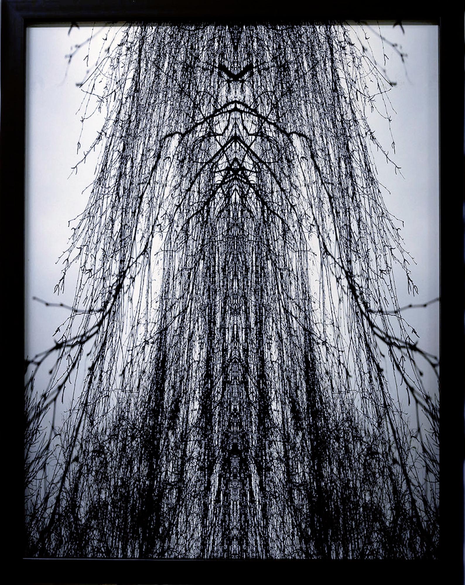 La Cattedrale è un'opera originale realizzata da Claudio Palmieri nel 2006.

Fotografia originale in bianco e nero.

Condizioni molto buone. Firma, titolo e data sul retro. 

Questo bellissimo dipinto rappresenta un meraviglioso intreccio di rami