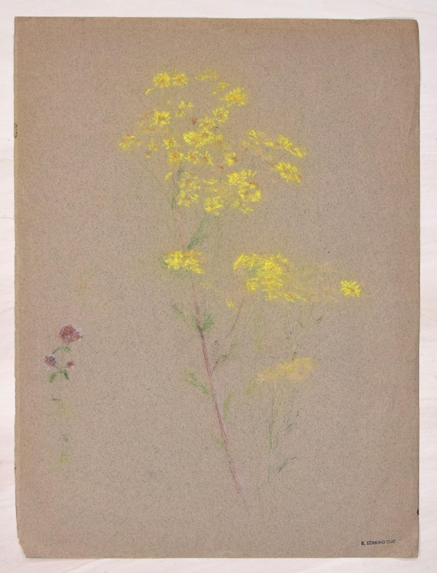 Mimosa Flower - Colored Pastel on fabric by E.-E. Duc - Late 19th Century – Art von Edmond-Eugène Duc