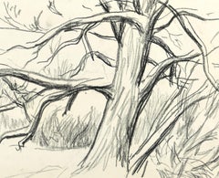 Winter Tree - Original Charcoal Drawing by Serge Fontinsky - 1940s